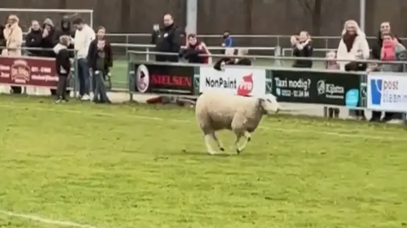 ZIEN: Wollige invaller verstoort voetbalwedstrijd in Drachten