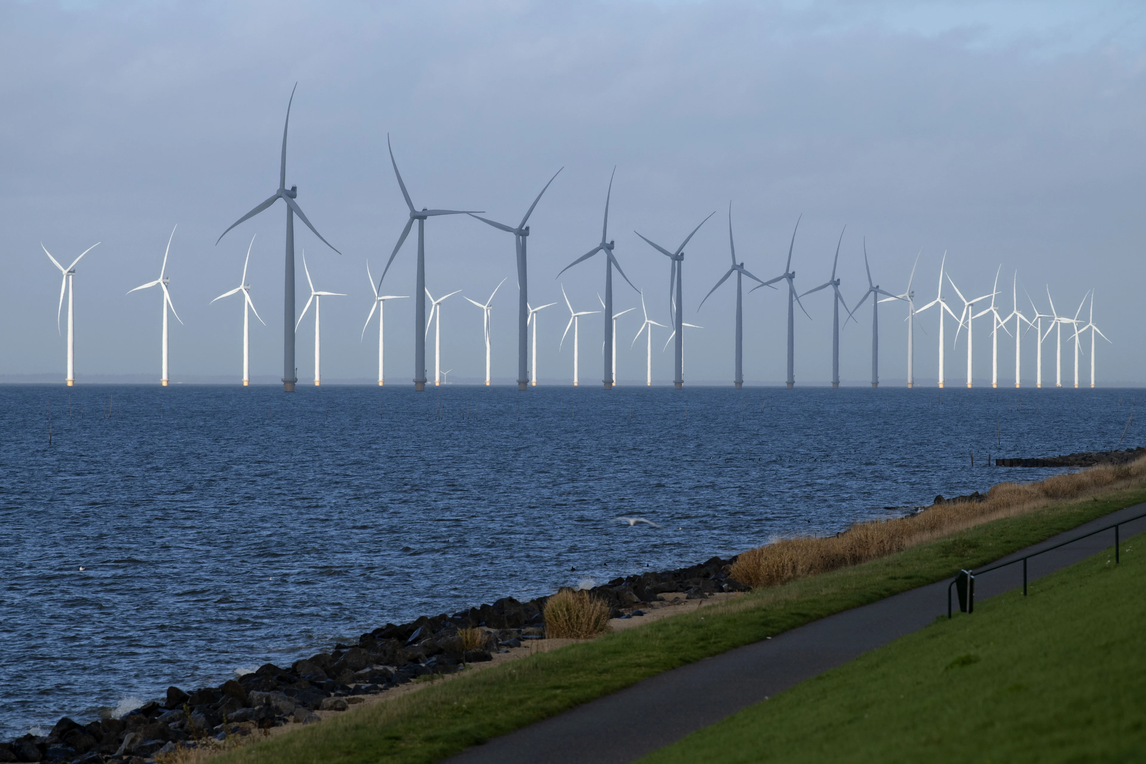 Meerdere soorten roggen en haaien zwemmen in de Noordzee