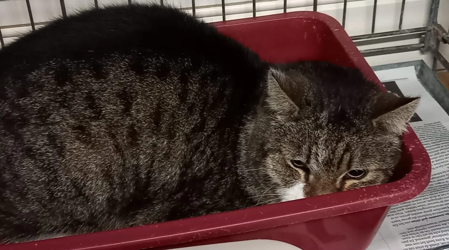 Kat Snacky na acht jaar vermist te zijn geweest eindelijk weer thuis