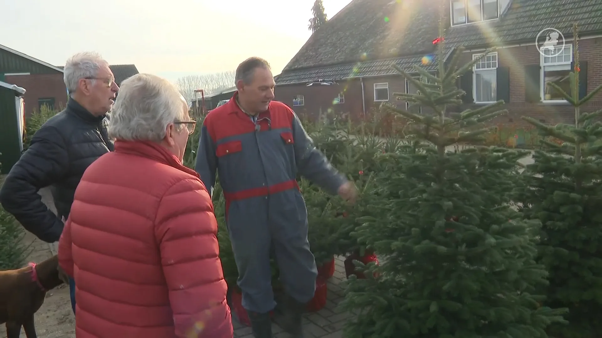 Kerstboomweker nu al druk met verkoop