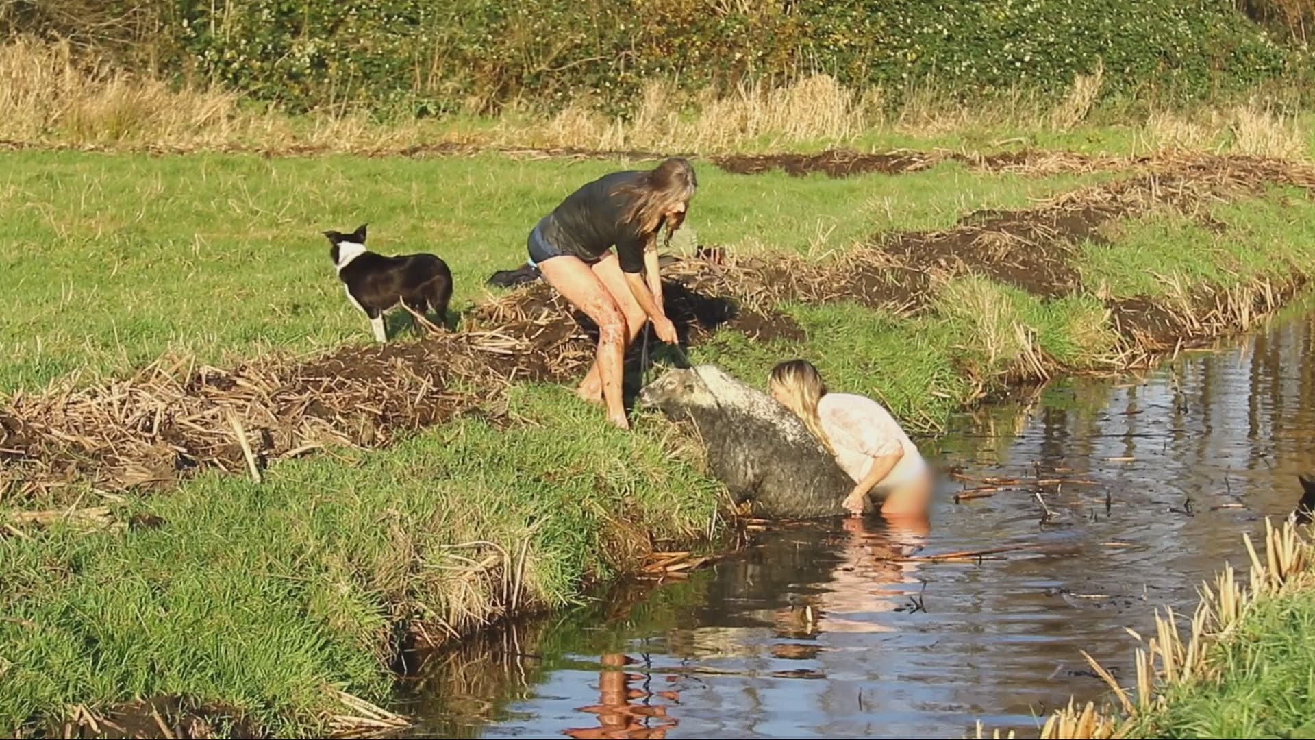 Vrouwen springen ijskoude sloot in om kudde schapen te redden