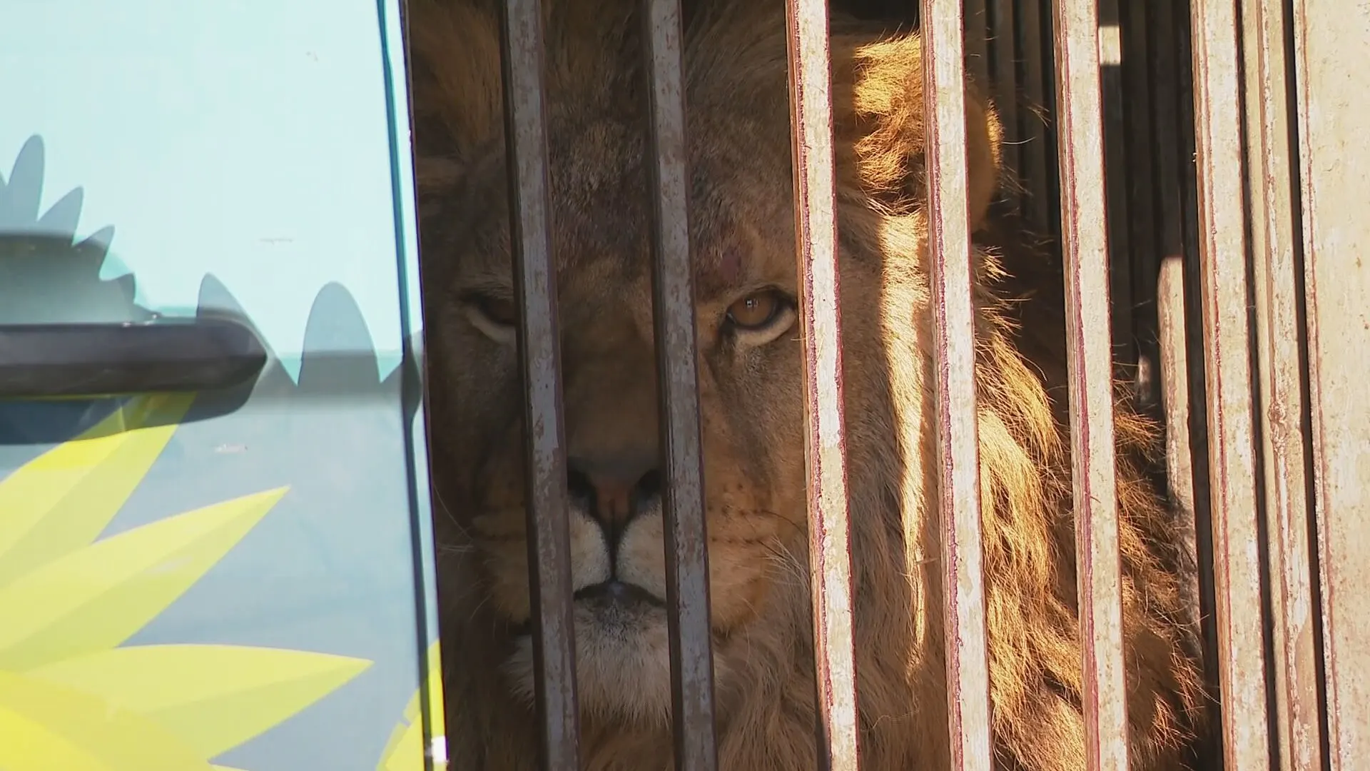 Leeuwen en tijgers uit Oekraïne arriveren na lange tocht in opvang Anna Paulowna