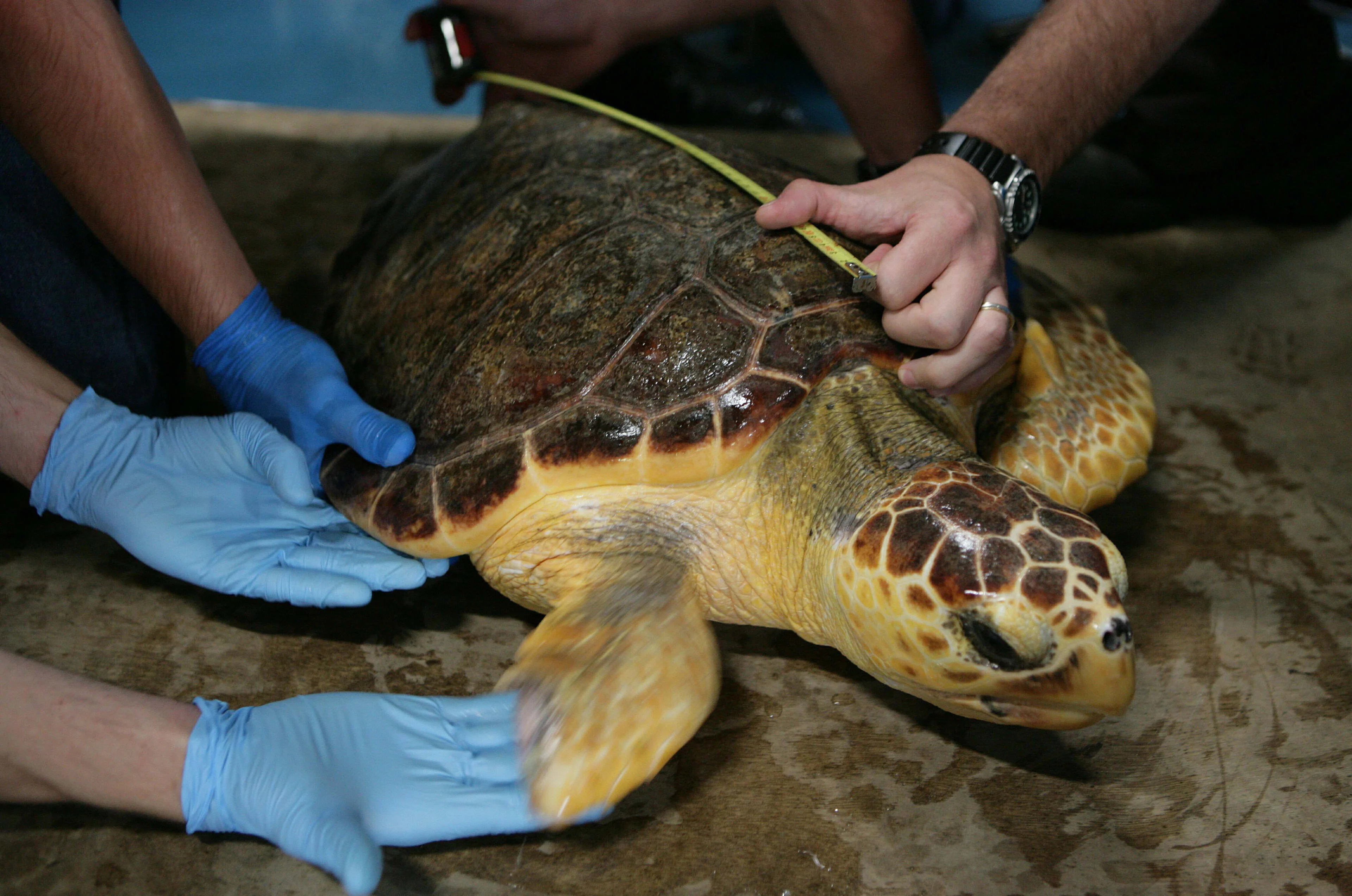 Drie dikkopschildpadden in korte tijd aangespoeld in Friesland