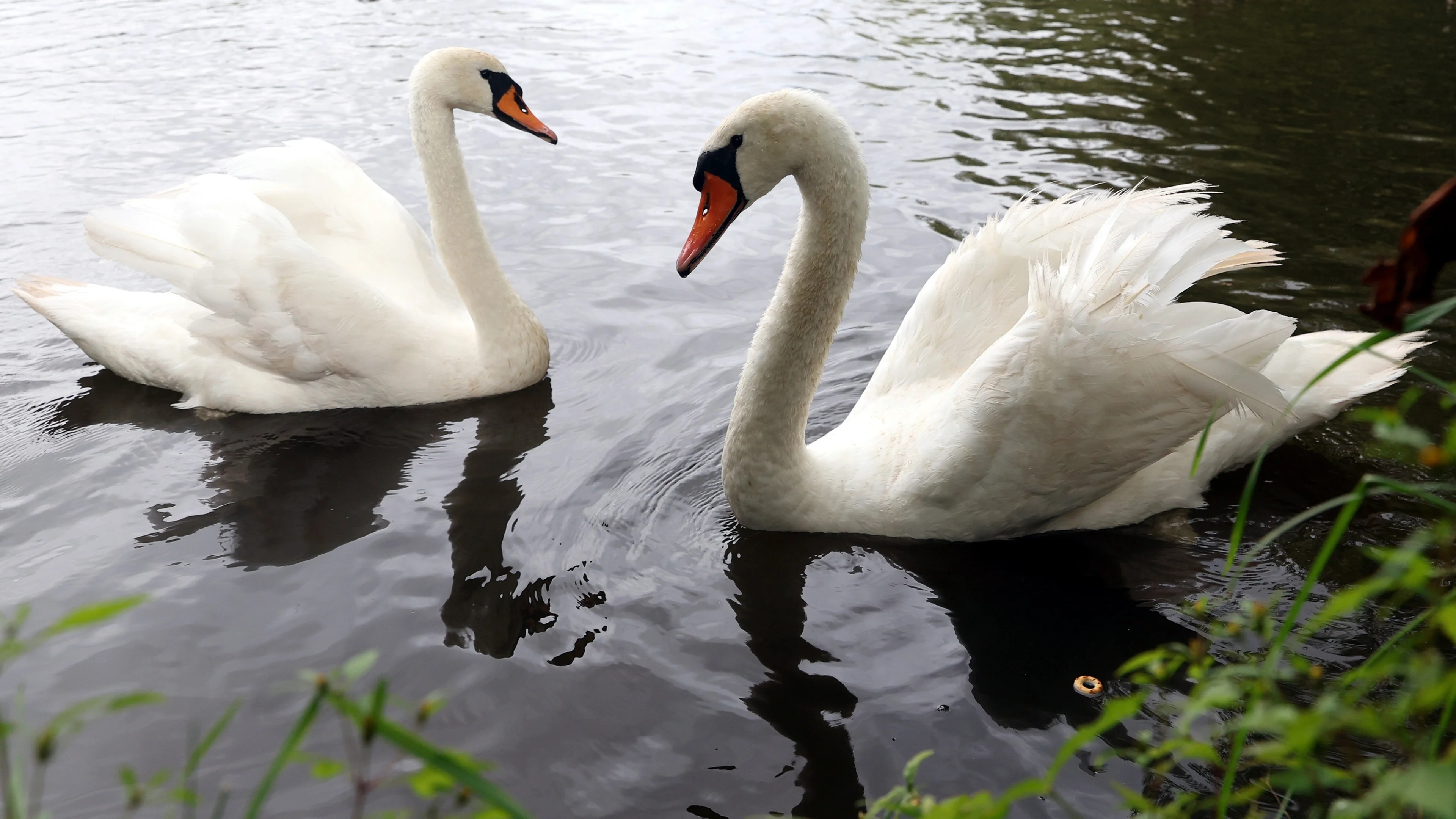 Zwanenkoppel mishandeld en gedood in Krimpenerwaard