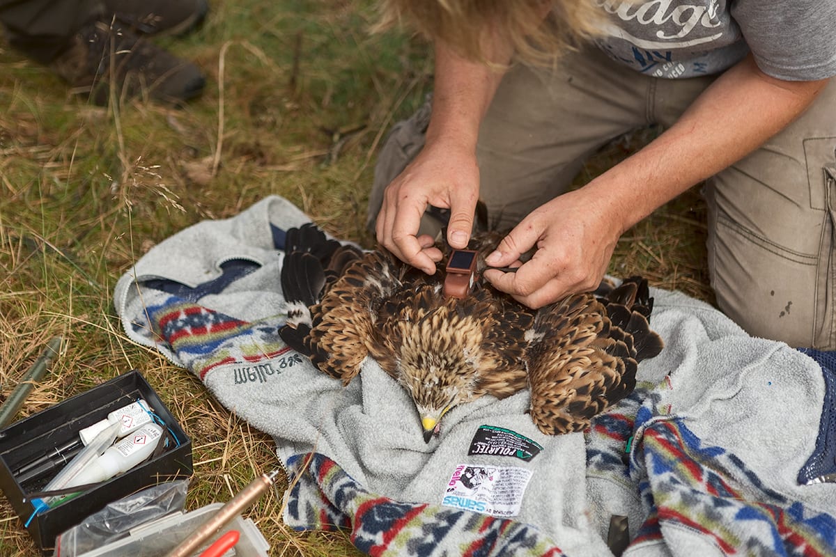 Zeldzame rode wouw dood door te fanatieke natuurfotografen