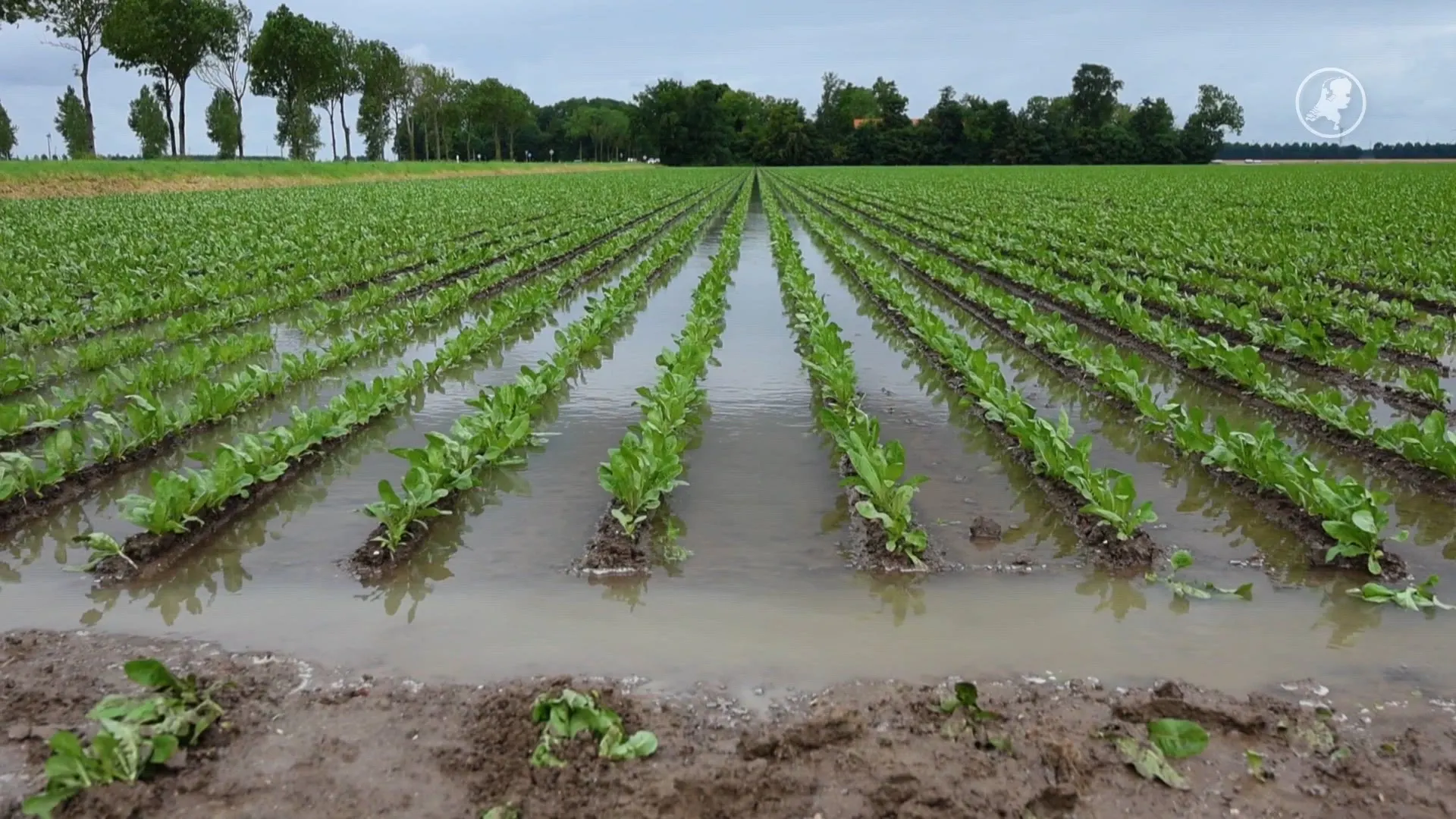 Boeren in Flevoland vechten tegen verdrinkende oogst na hoosbuien