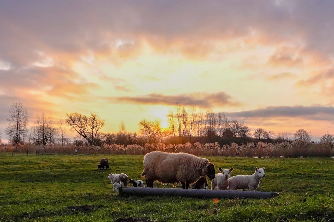 Zonnige dag, maar pas op: vannacht wordt het ineens flink fris