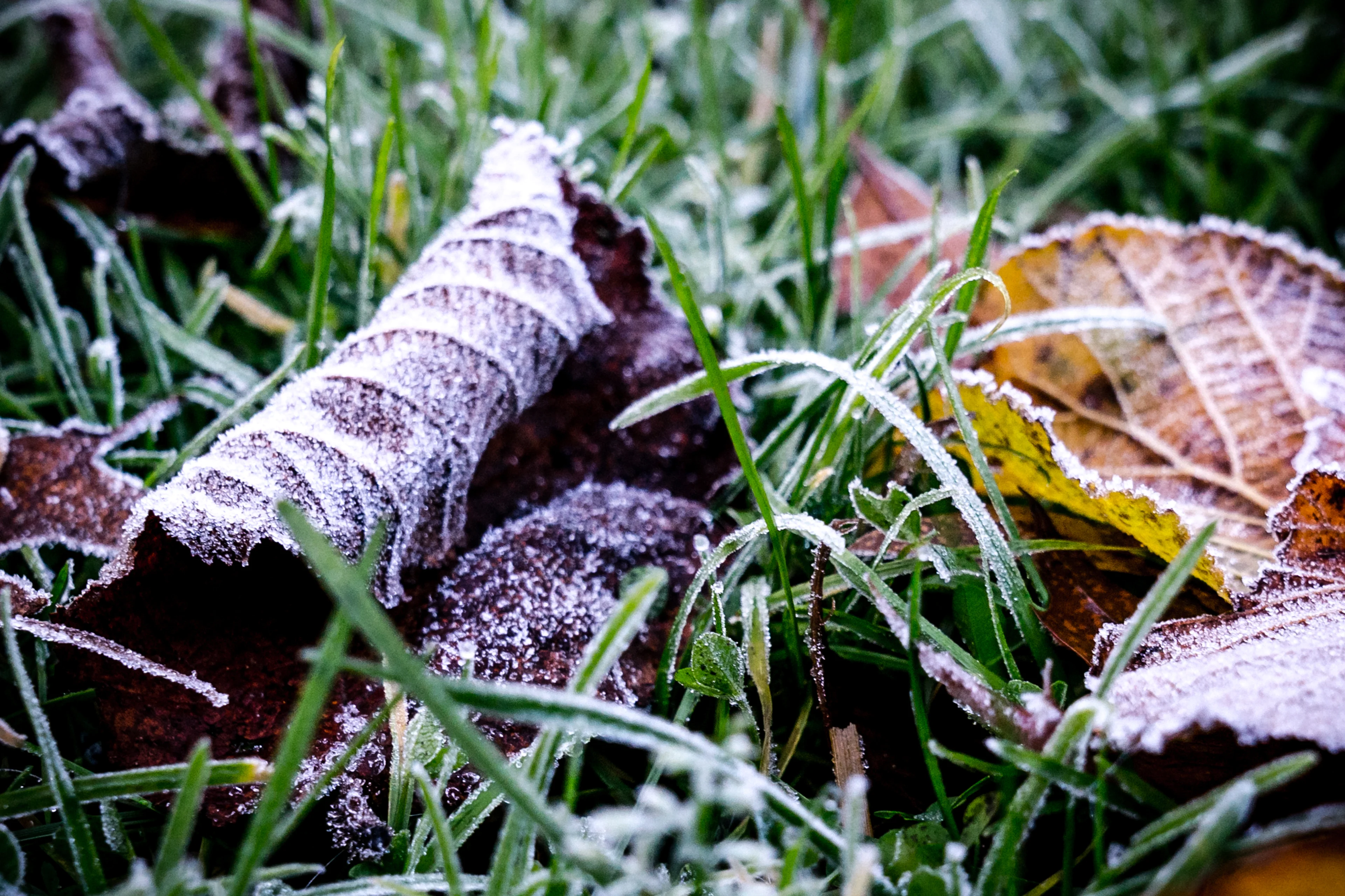 Eerste vorst van deze herfst gemeten in Twente