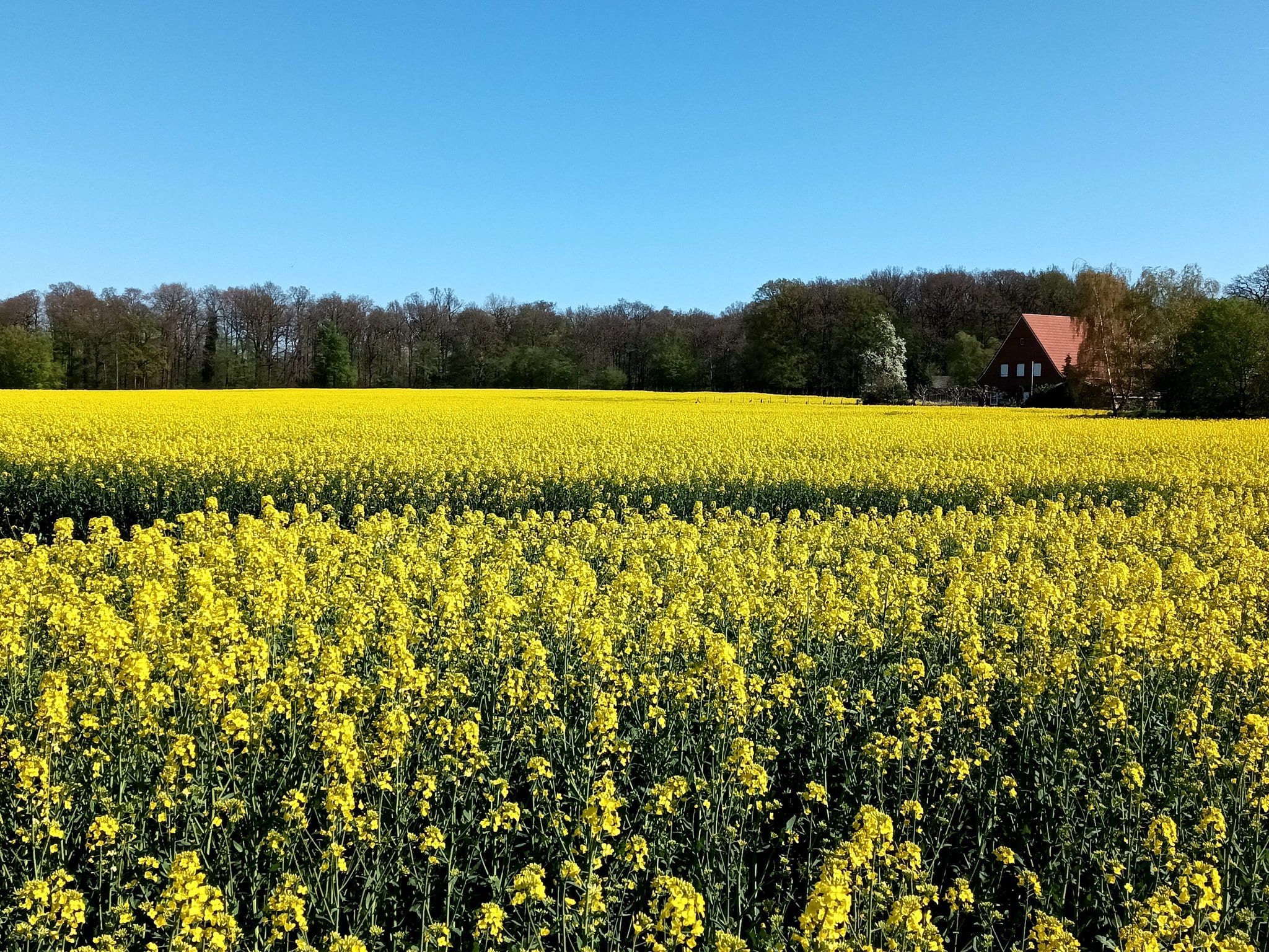 Het is echt bijna lente, maar wanneer precies? 