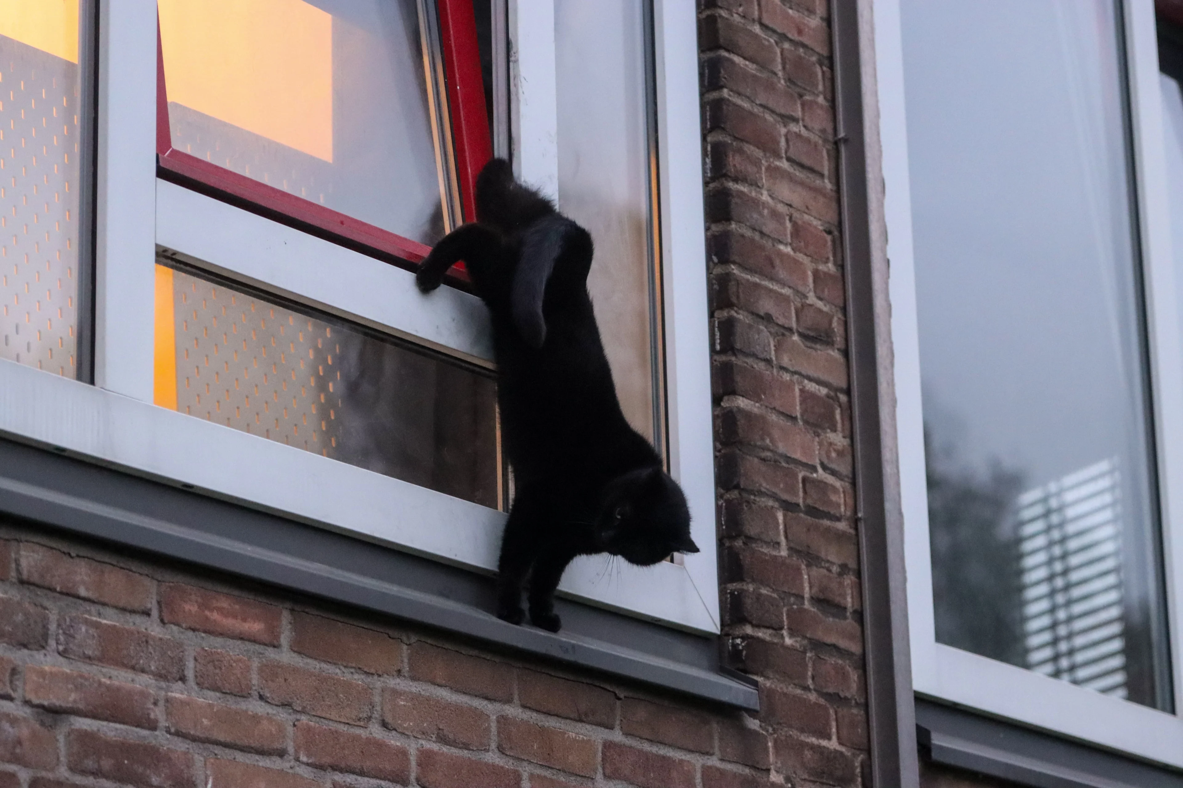 Poes Bibi's leven gered na vreselijk ongeluk met klapraam, op 3 poten verder