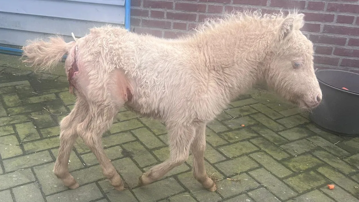 Pasgeboren pony aangevallen door wolf: 'Schrik zit er goed in'