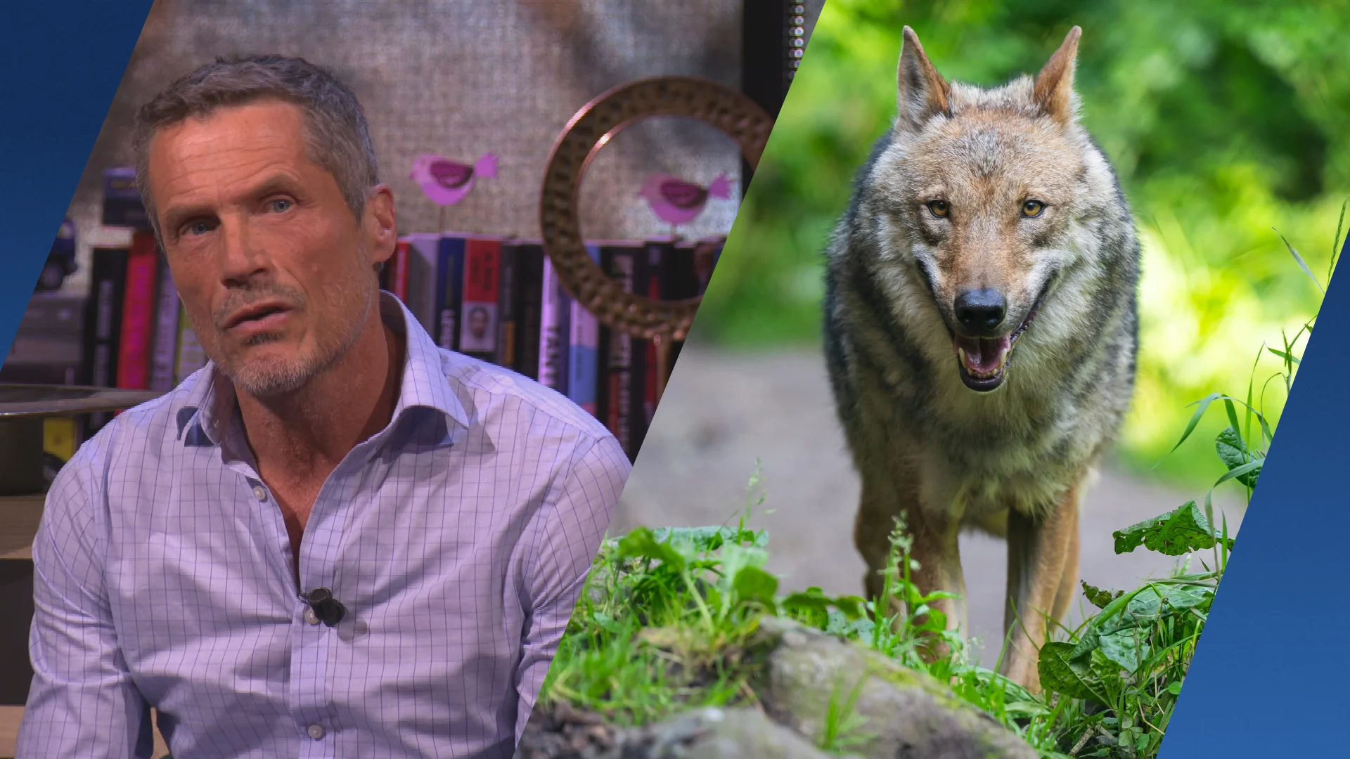 Dierenarts heeft oplossing voor wolvenprobleem: ‘Binnen tien minuten klaar'