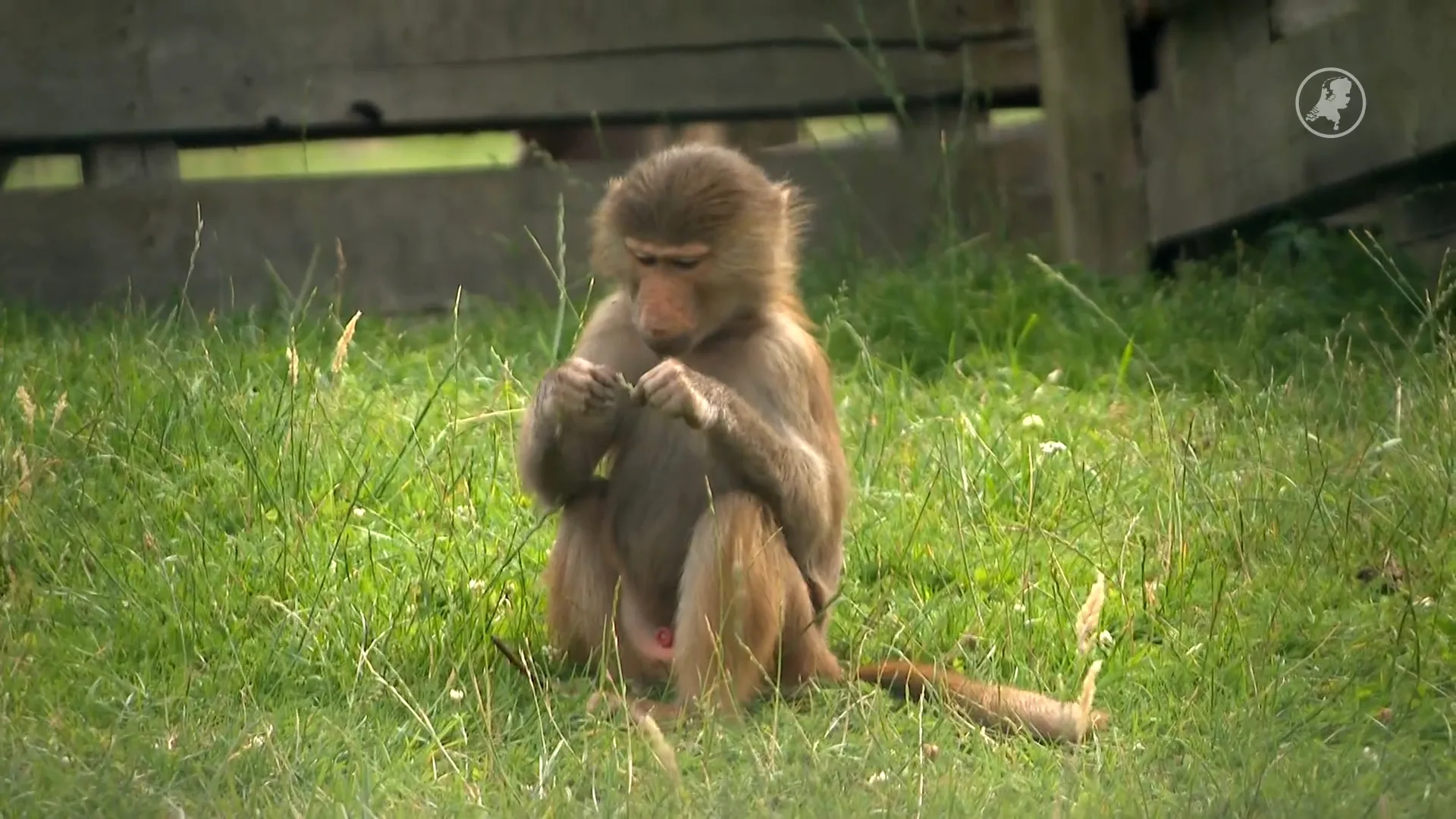 Bavianen gedood omdat populatie te groot werd: 'Ik vind het dieptriest'