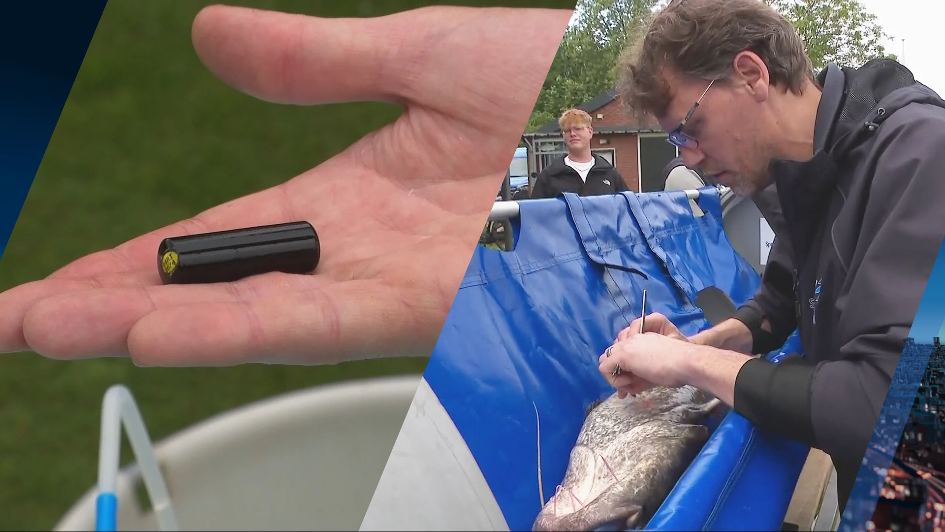 Hengelen voor de wetenschap: trekvissen voorzien van zender