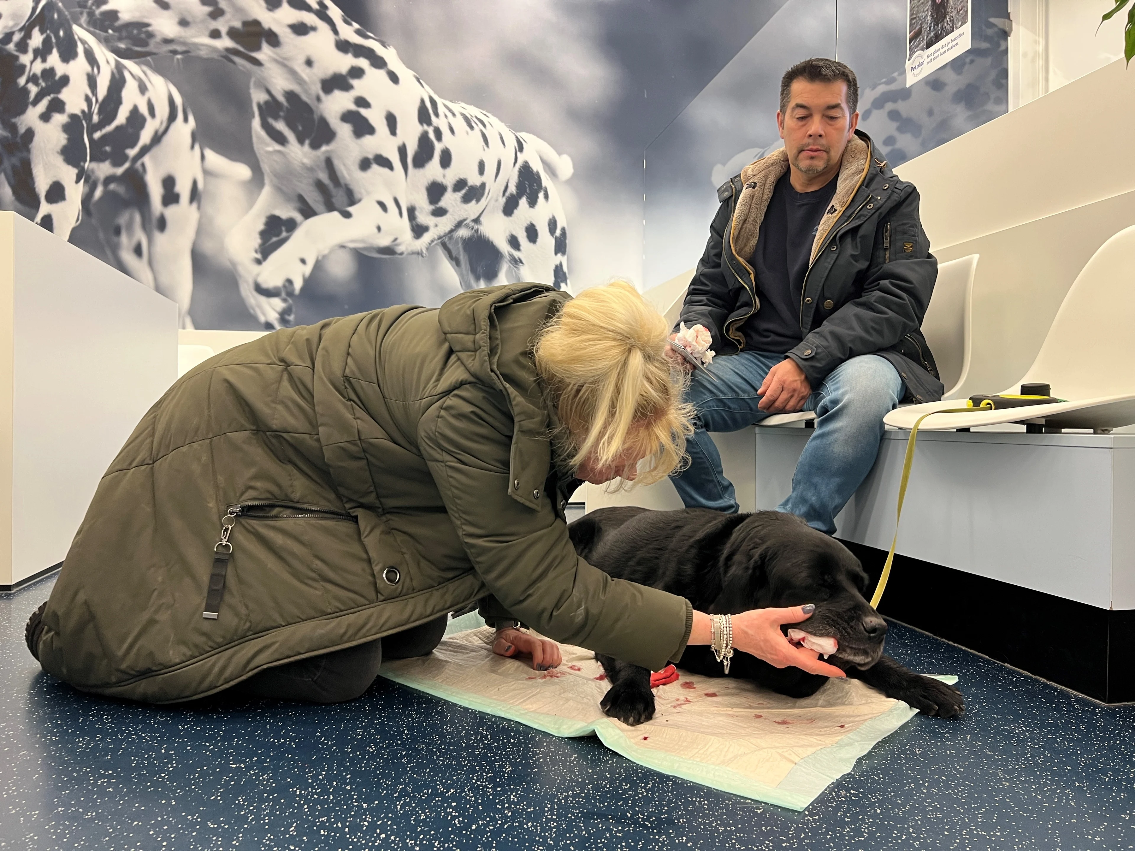 Dierenartsen waarschuwen huisdiereigenaren: pas op met kerstversiering en kerstdiner