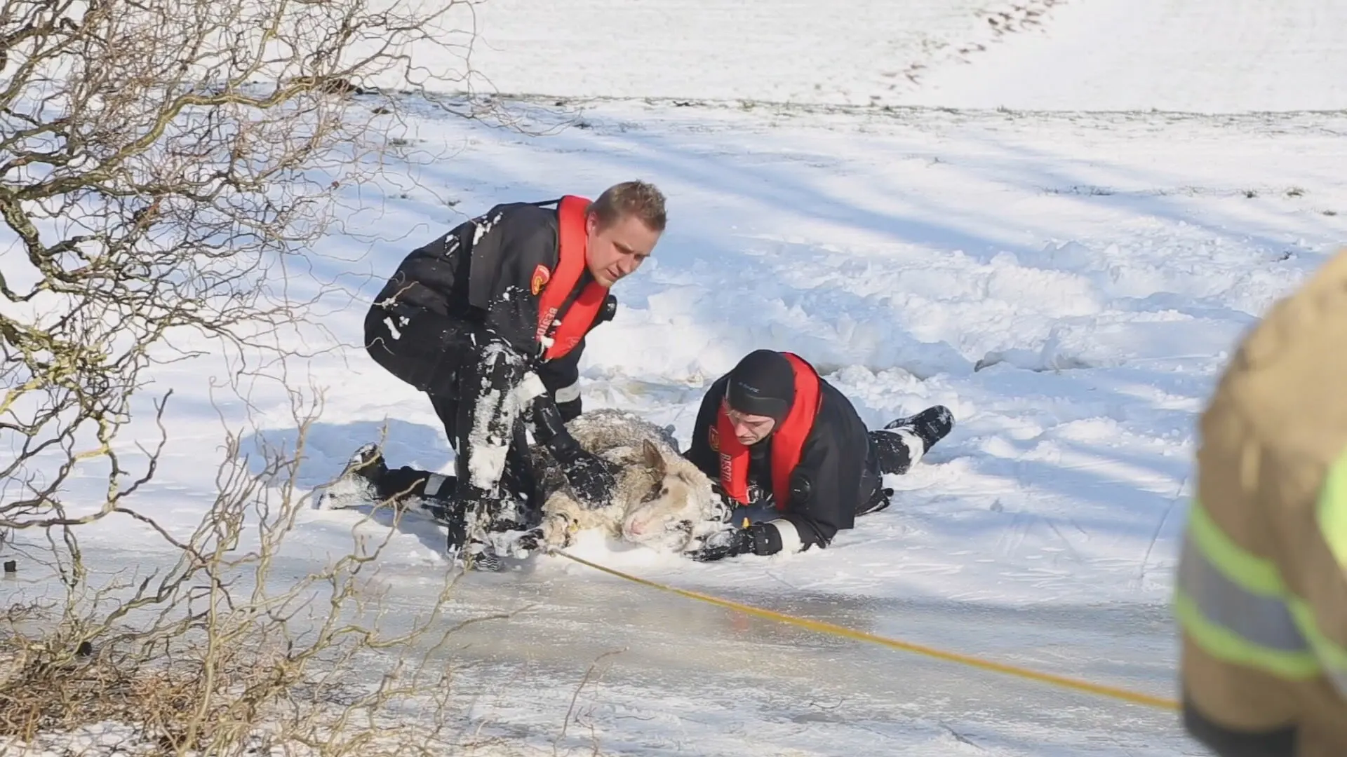Dierenambulance doet aangifte tegen boer na dood zwaar onderkoeld schaap