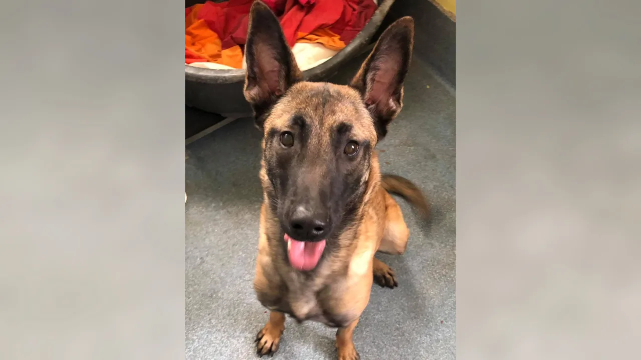 Mechelse herder vastgebonden en achtergelaten in Gorinchem