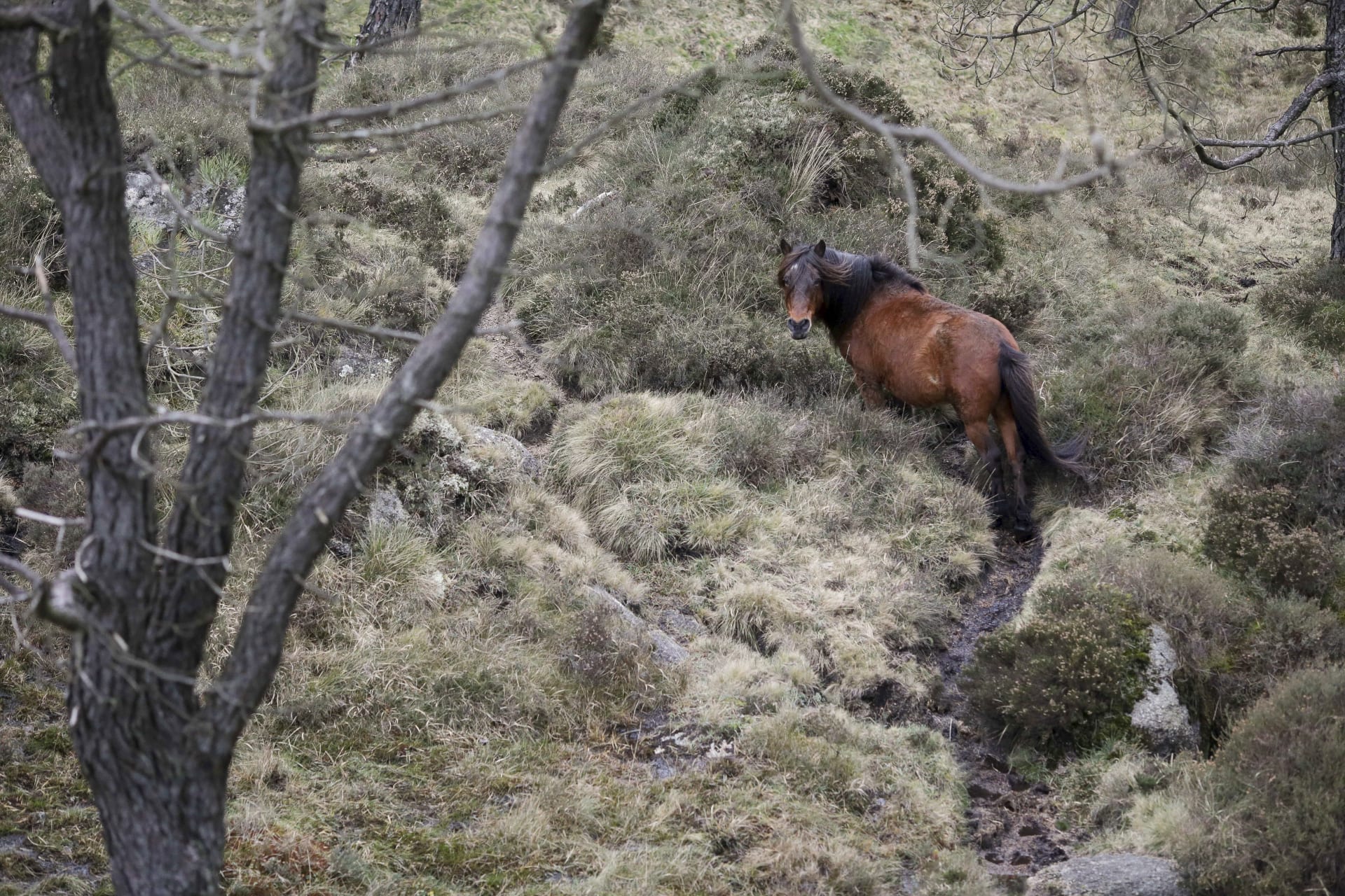 Boswachter mishandeld na aanspreken ruiter in Mook