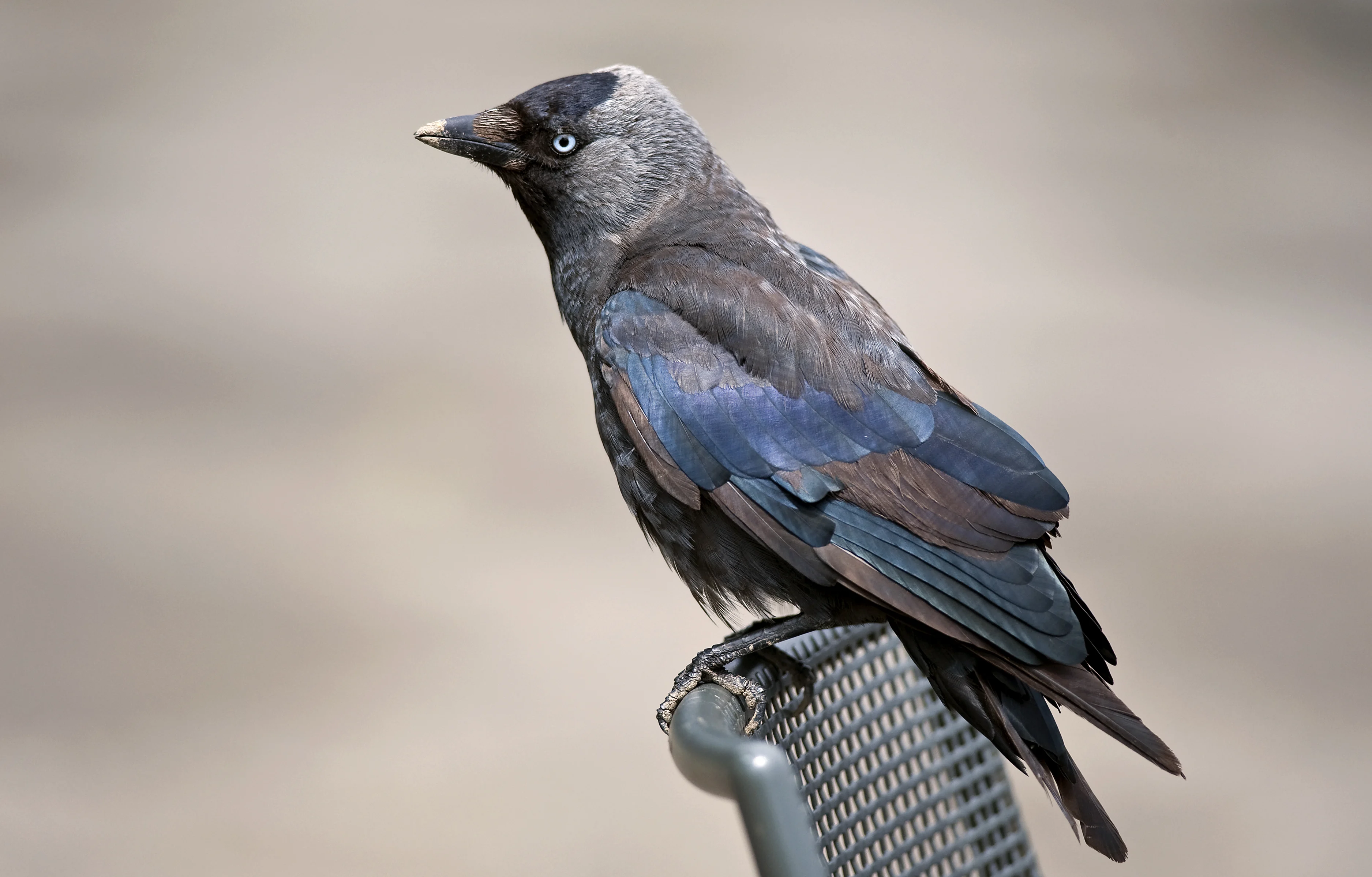 Ruim 1 miljoen Nederlanders kijken naar streams van de Vogelbescherming