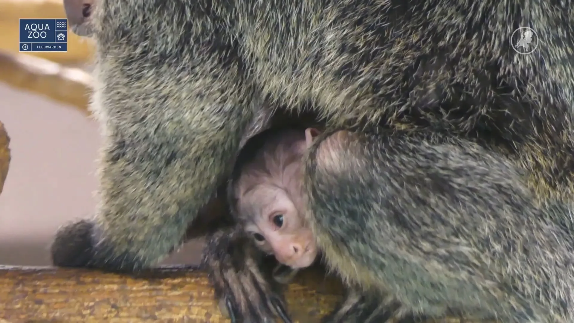 Witgezichtsaki geboren in AquaZoo
