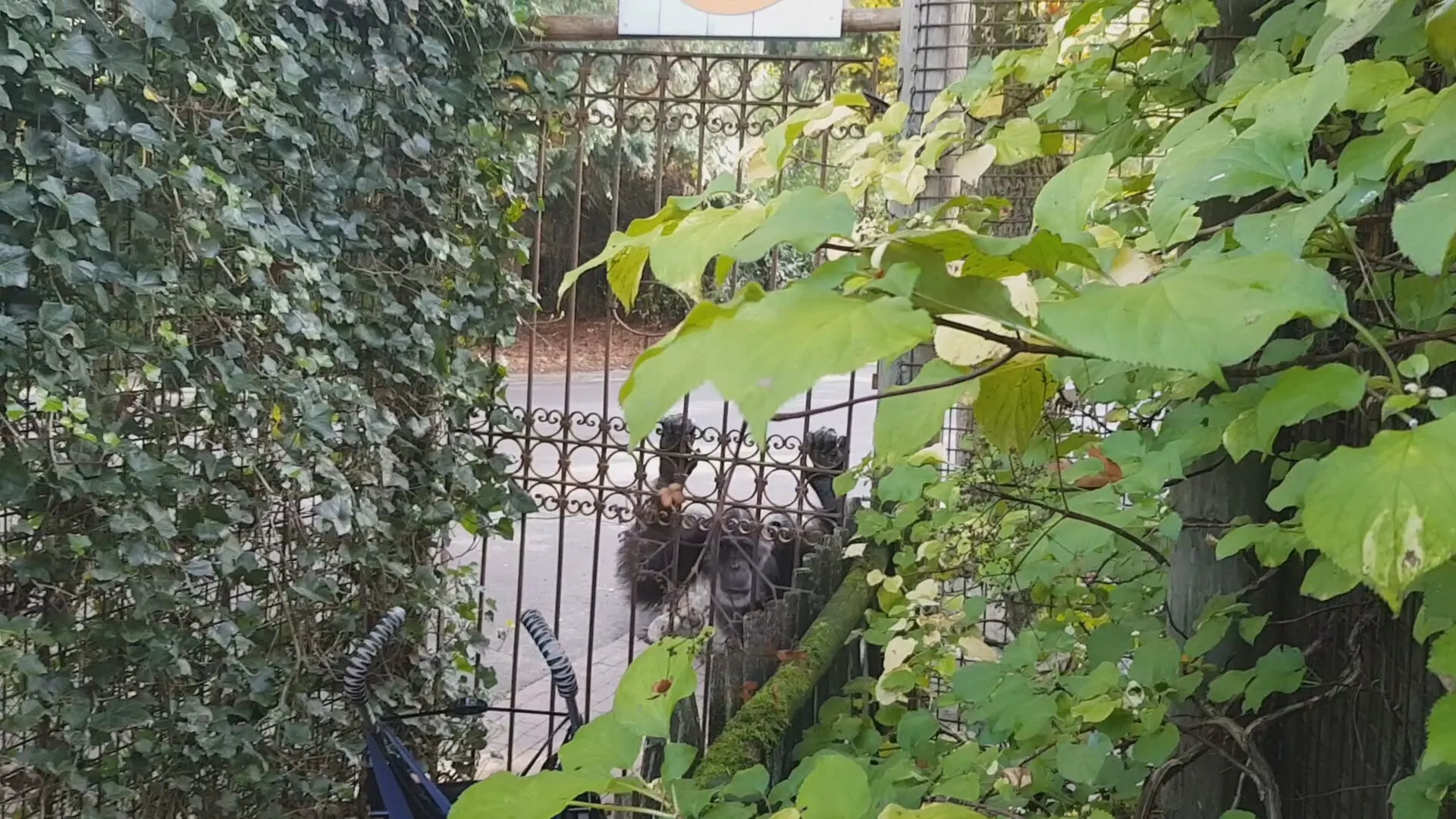 Angstige momenten voor bezoekers Dierenpark Amersfoort: 'Chimpansees konden zo de kinderen pakken'