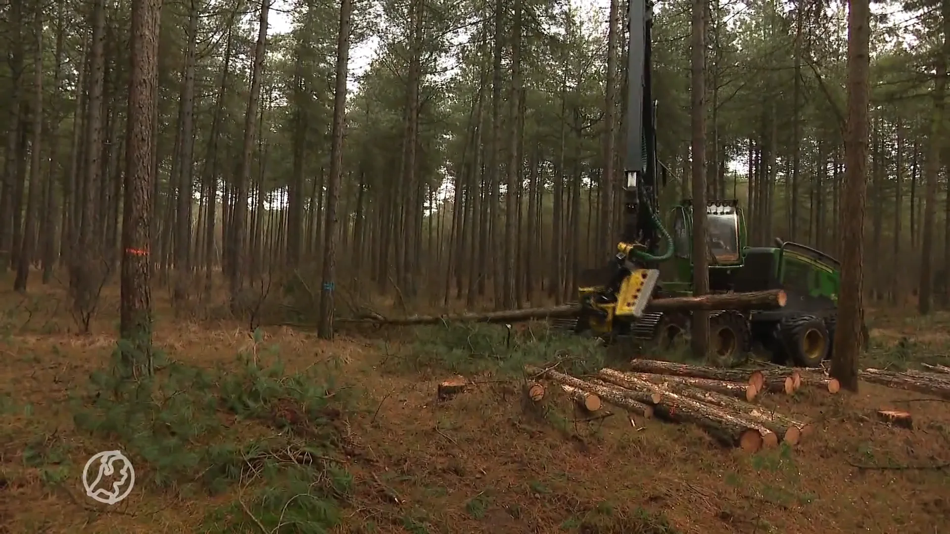 Steeds vaker hout gejat in bossen, mogelijk vanwege de energiecrisis: 'Mensen worden inventief'