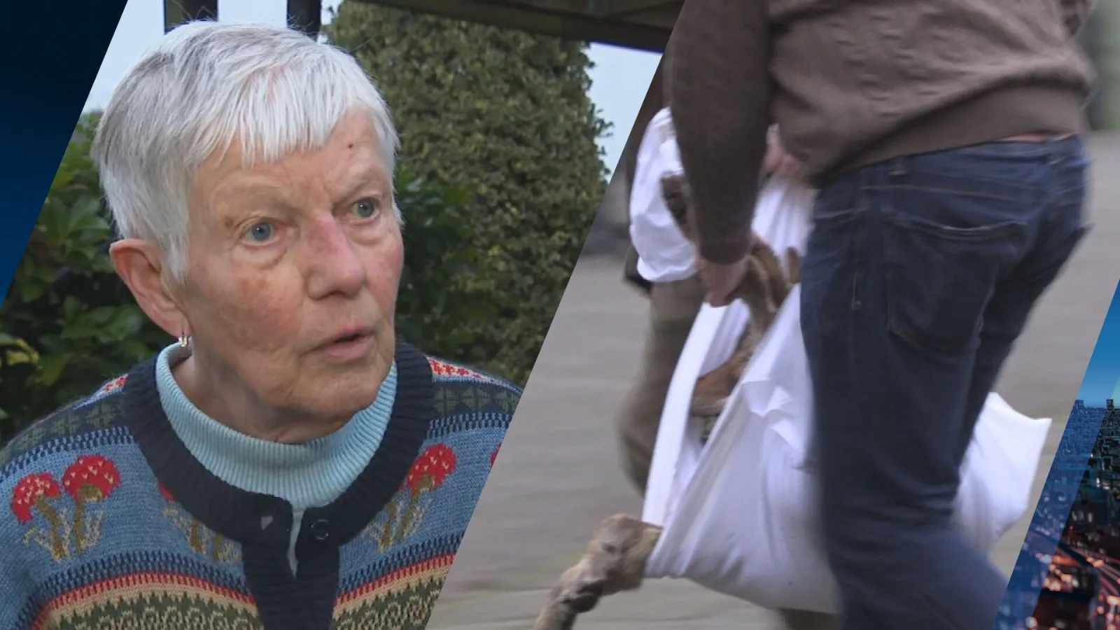 Buren waarschuwen Diny net op tijd voor wolf in schuur: 'Doodgeschrokken'