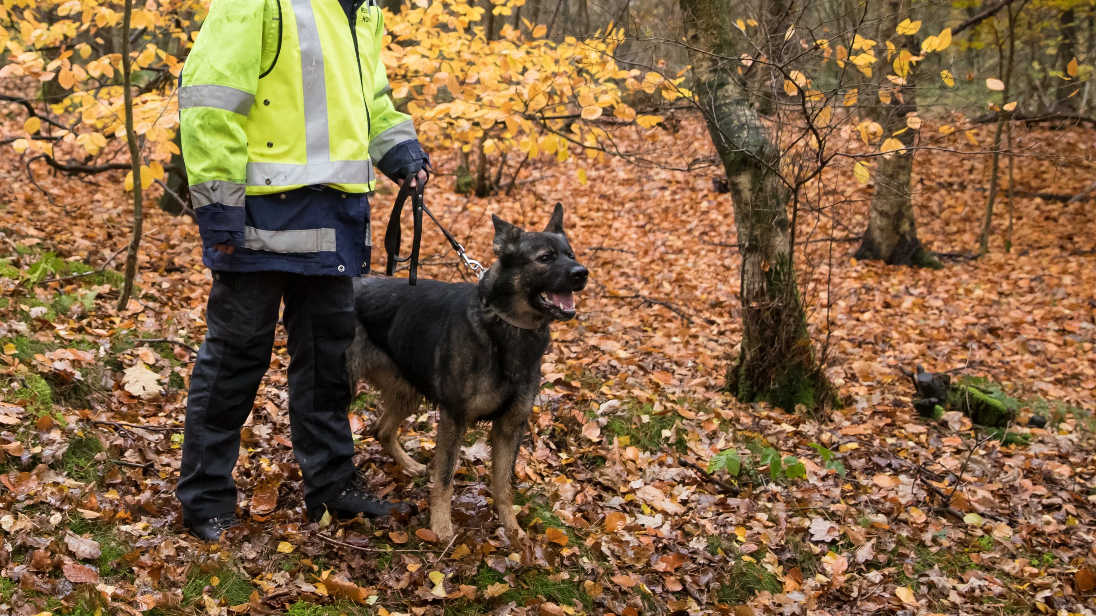 Reddingshonden al 30 jaar steun en toeverlaat bij vermissingen: nu is het feest
