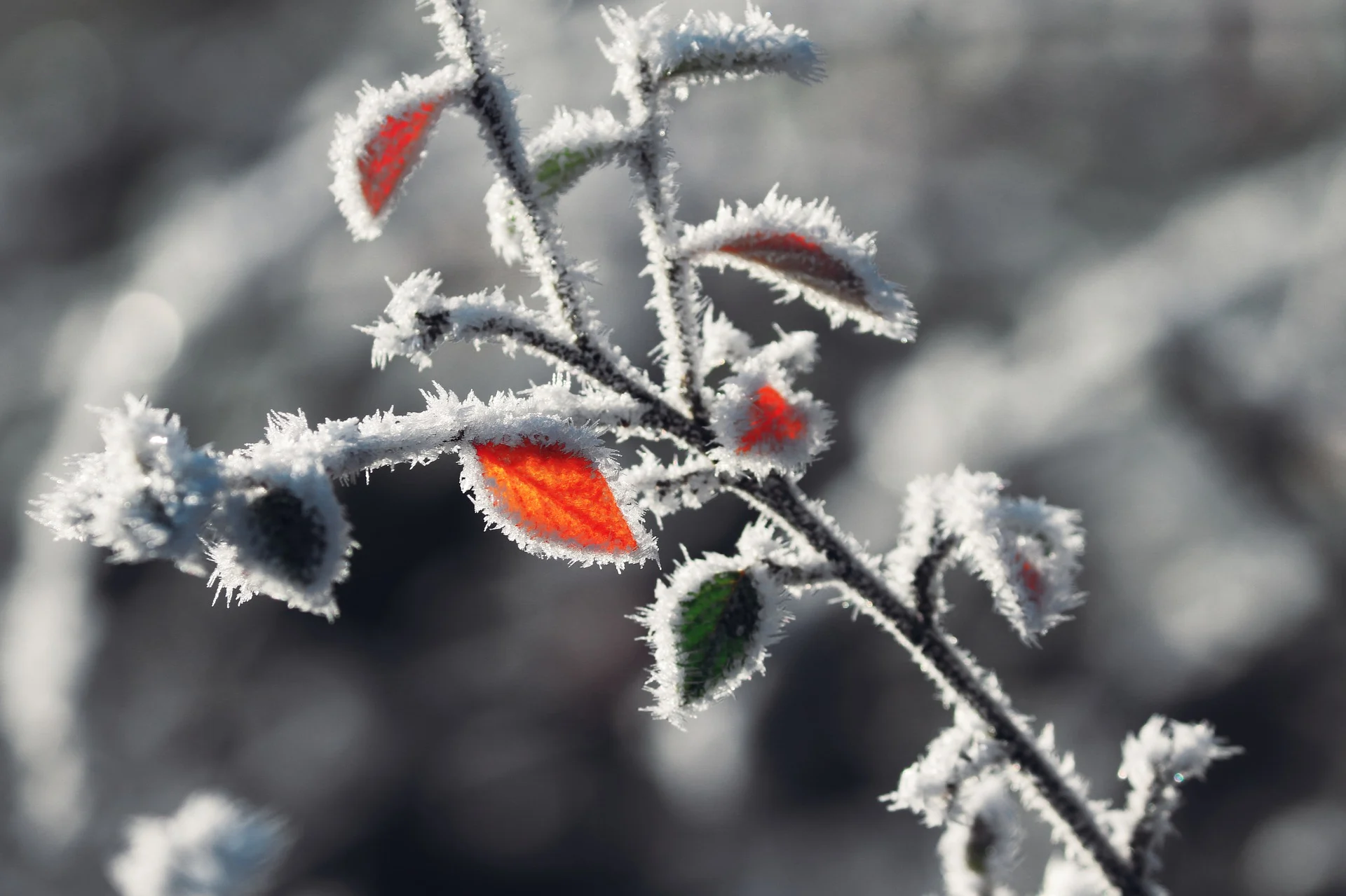 Koude en gure dag voor de boeg, dit weekend kans op zachter weer