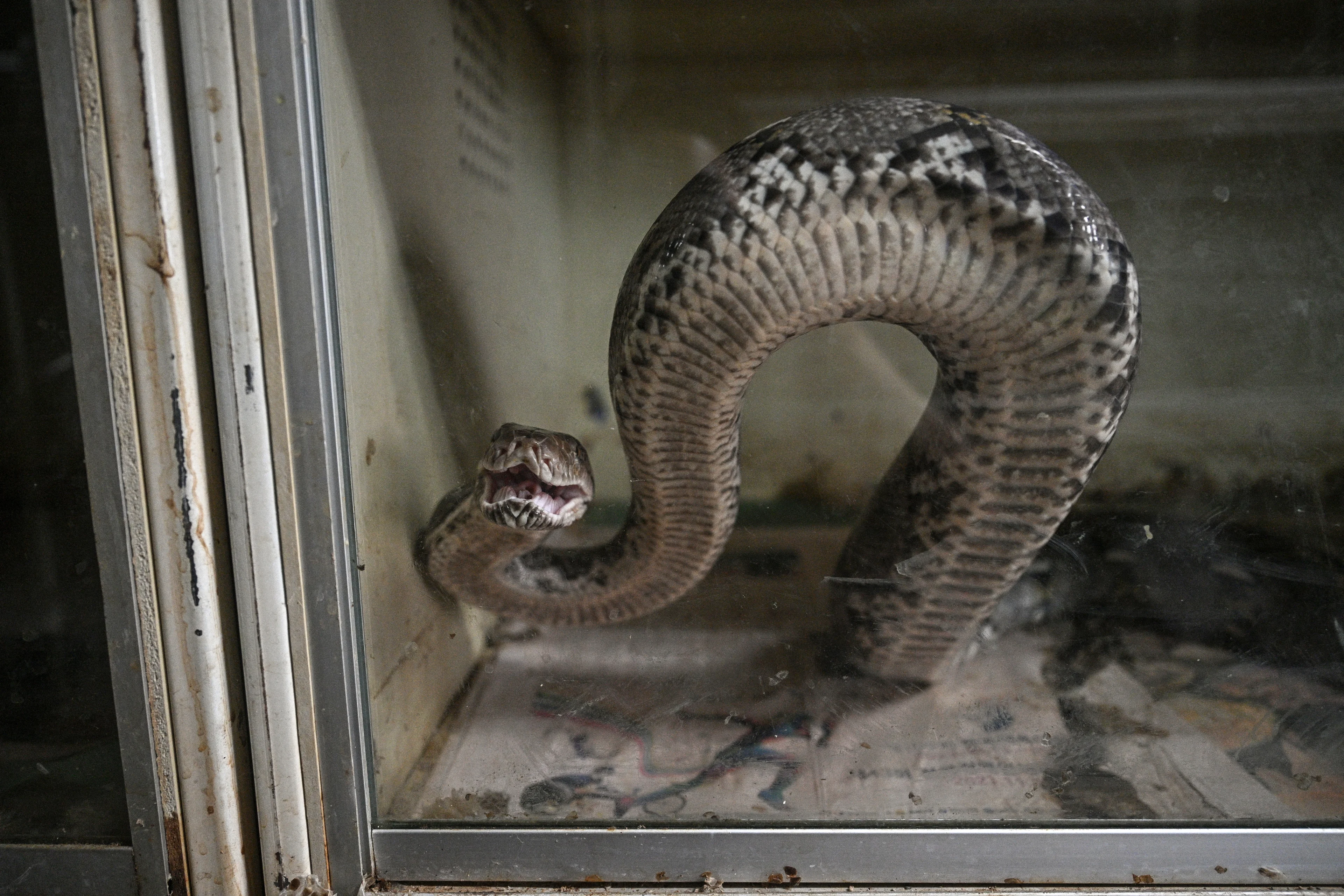 Man met 60 pythons uit sociale huurwoning gezet