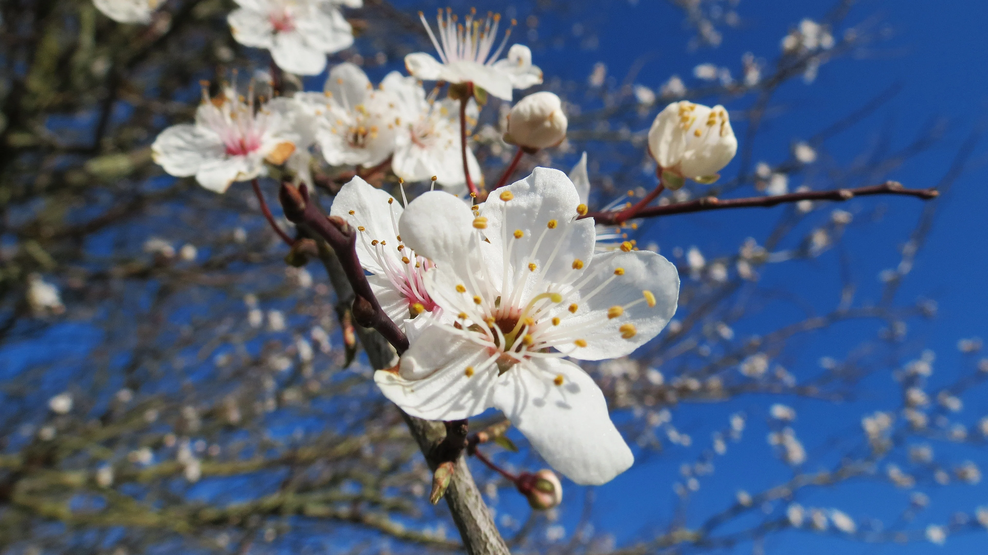 Maart begint zeer zonnig met koude nachten