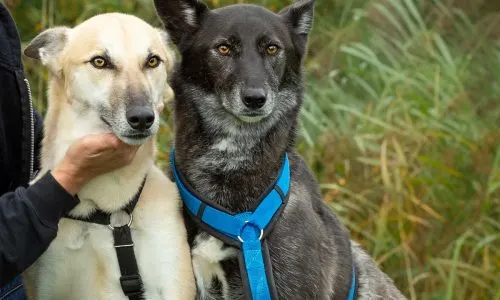Asiel in Zwolle wil speciaal verblijf bouwen voor 'wolfjes' Bonny en Clyde