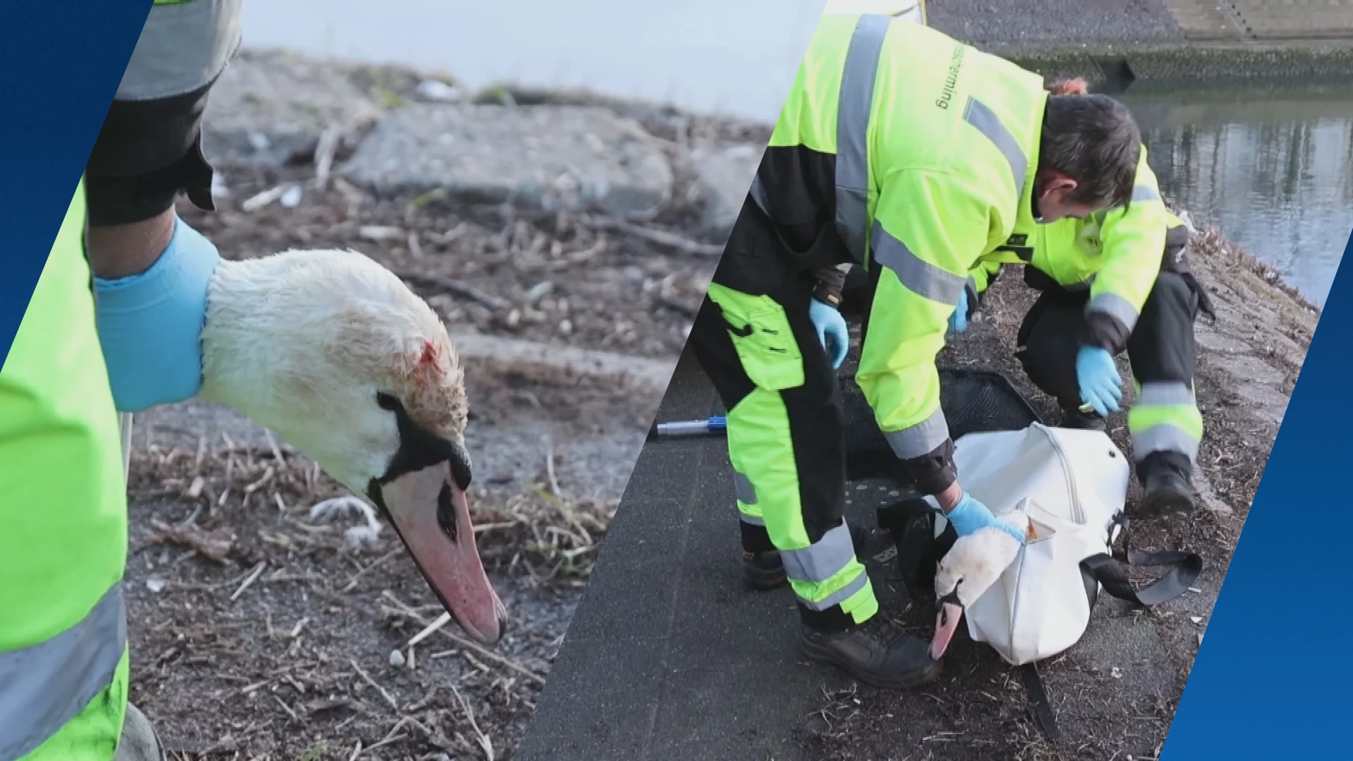 Jonge zwaan gewond geraakt na bekogeling in Rotterdam