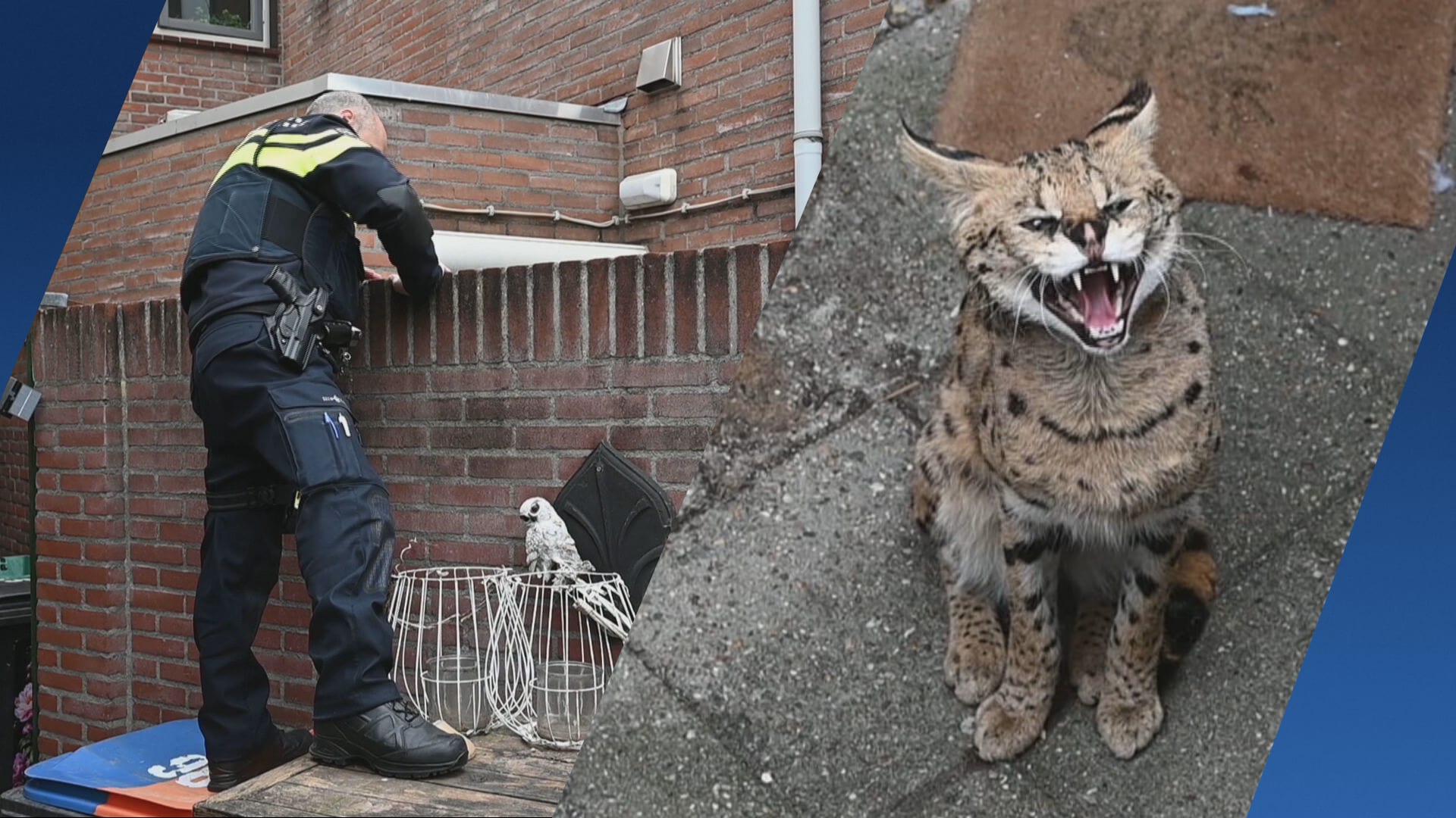 Ontsnapte serval Django gaat op strooptocht in Tilburgse woonwijk