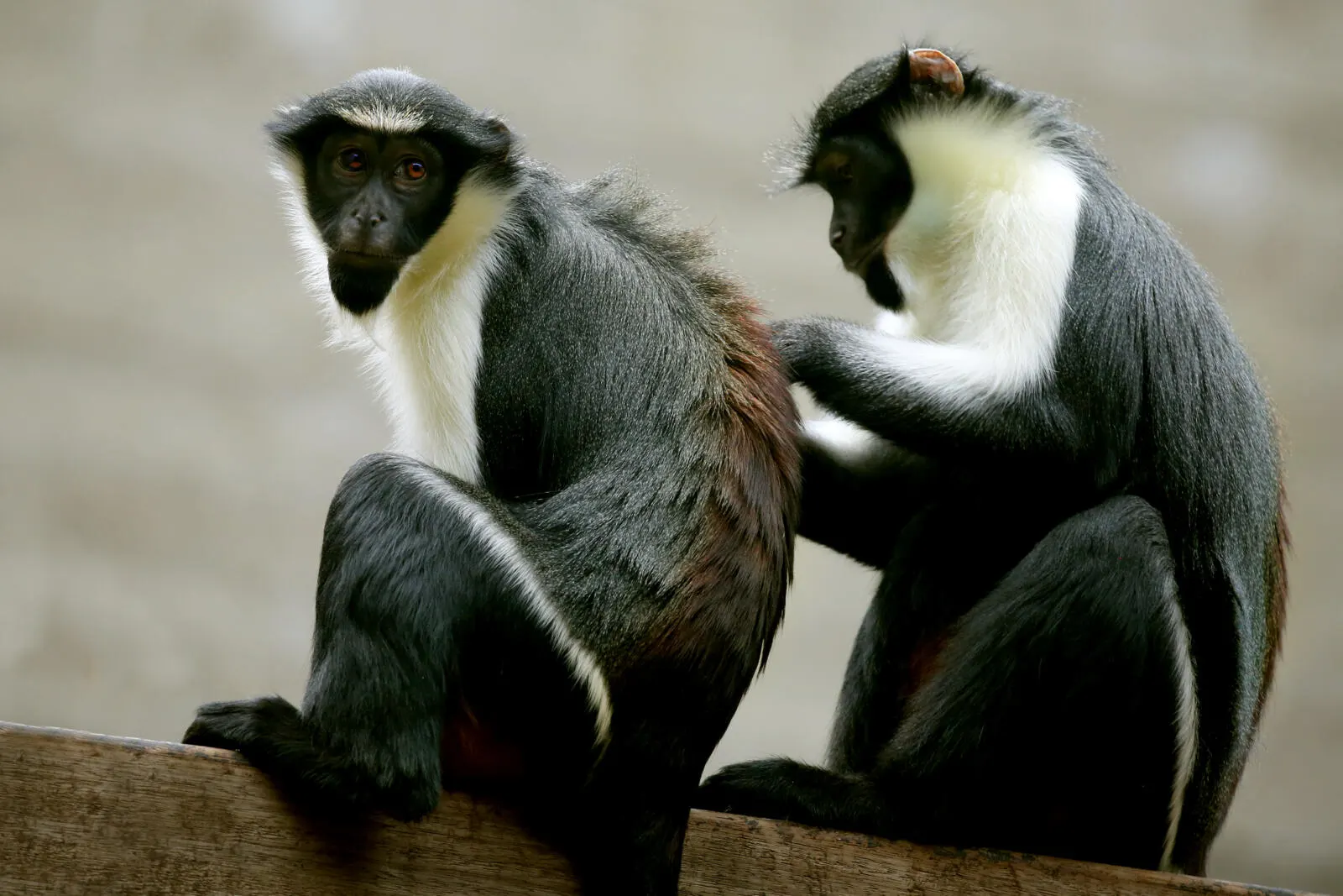 Rotterdam verwelkomt unieke nieuwe apensoort in Blijdorp