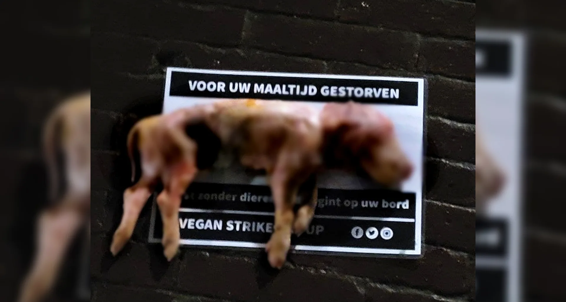 Schokkend: vegan-actiegroep legt dode biggetjes neer door heel Nederland