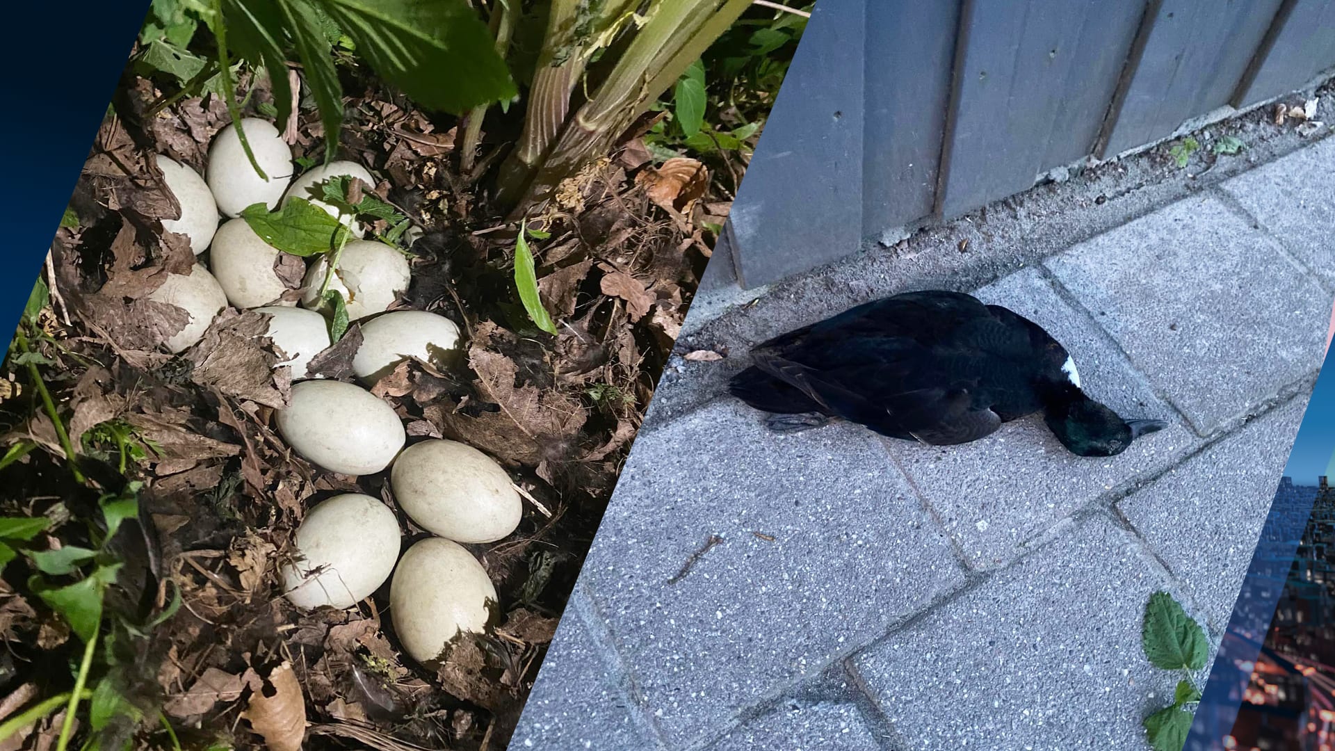 Goed nieuws: eieren van doodgeslagen eend in Balk zijn uitgekomen