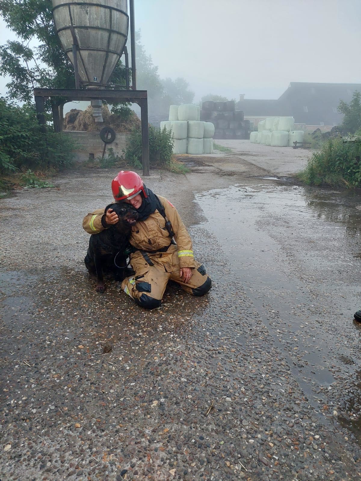 Brandweerman redt rottweiler uit mestput in Middelstum
