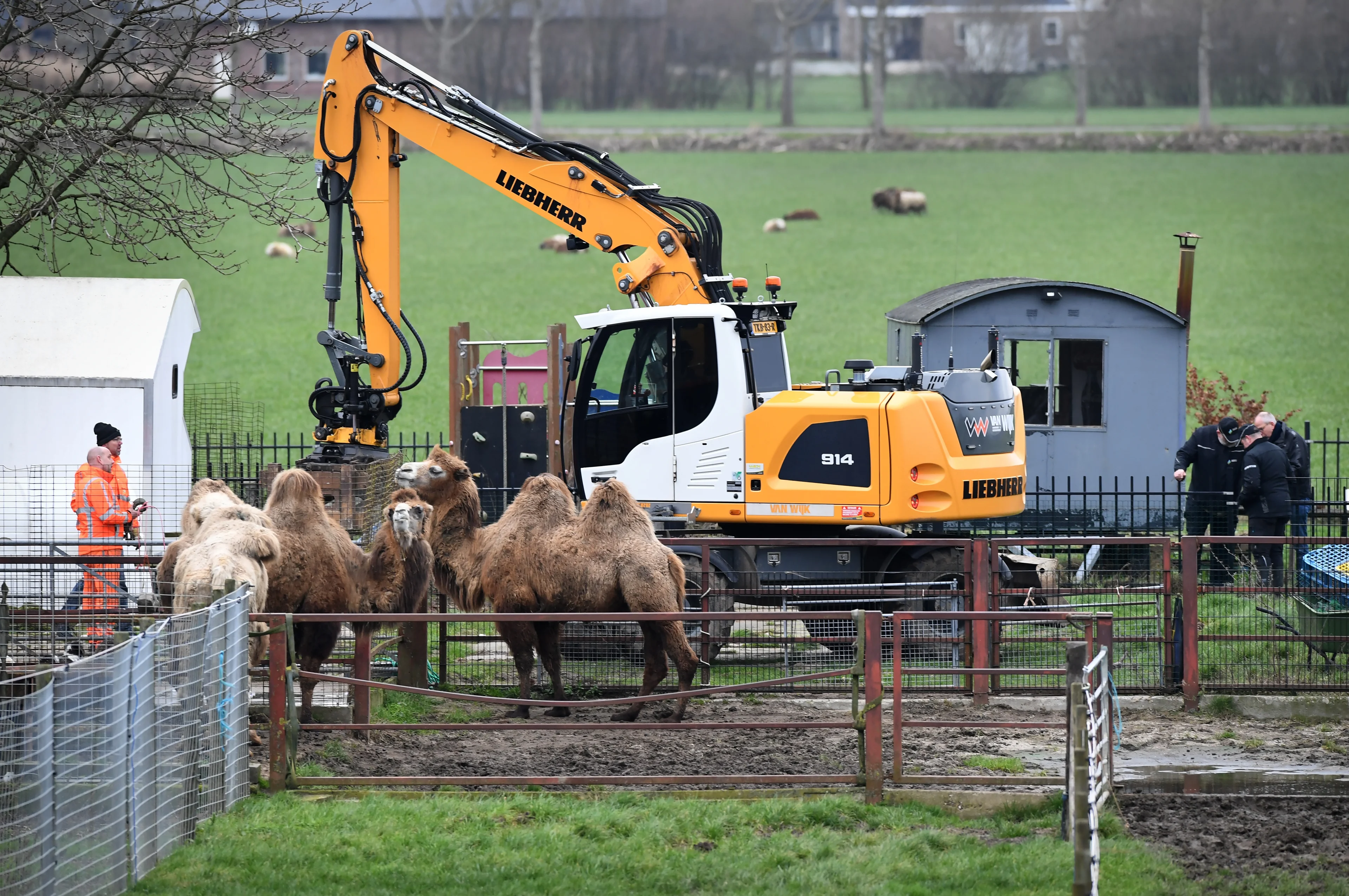 Extreem magere dieren en dood paard in sloot: OM eist werkstraf en dierenverbod Bert R.