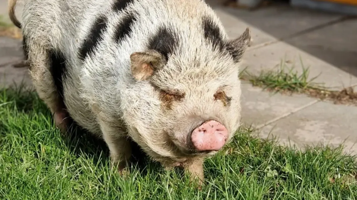 Varken Toos op straat gedumpt in Schinveld, 'baasje haalde oormerk eruit'
