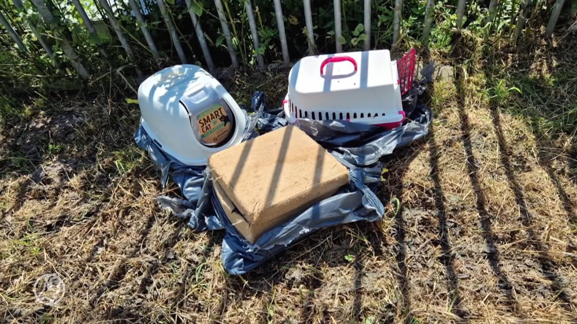 Gedumpte poezen stikken in vuilniszakken: 'Gevochten voor hun leven'