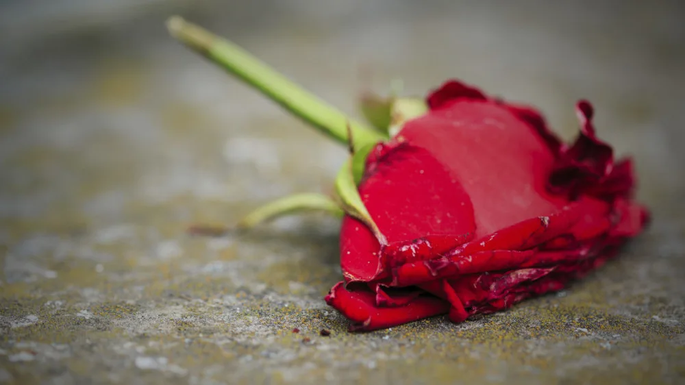 Internetdate in Zoetermeers park loopt uit op beroving