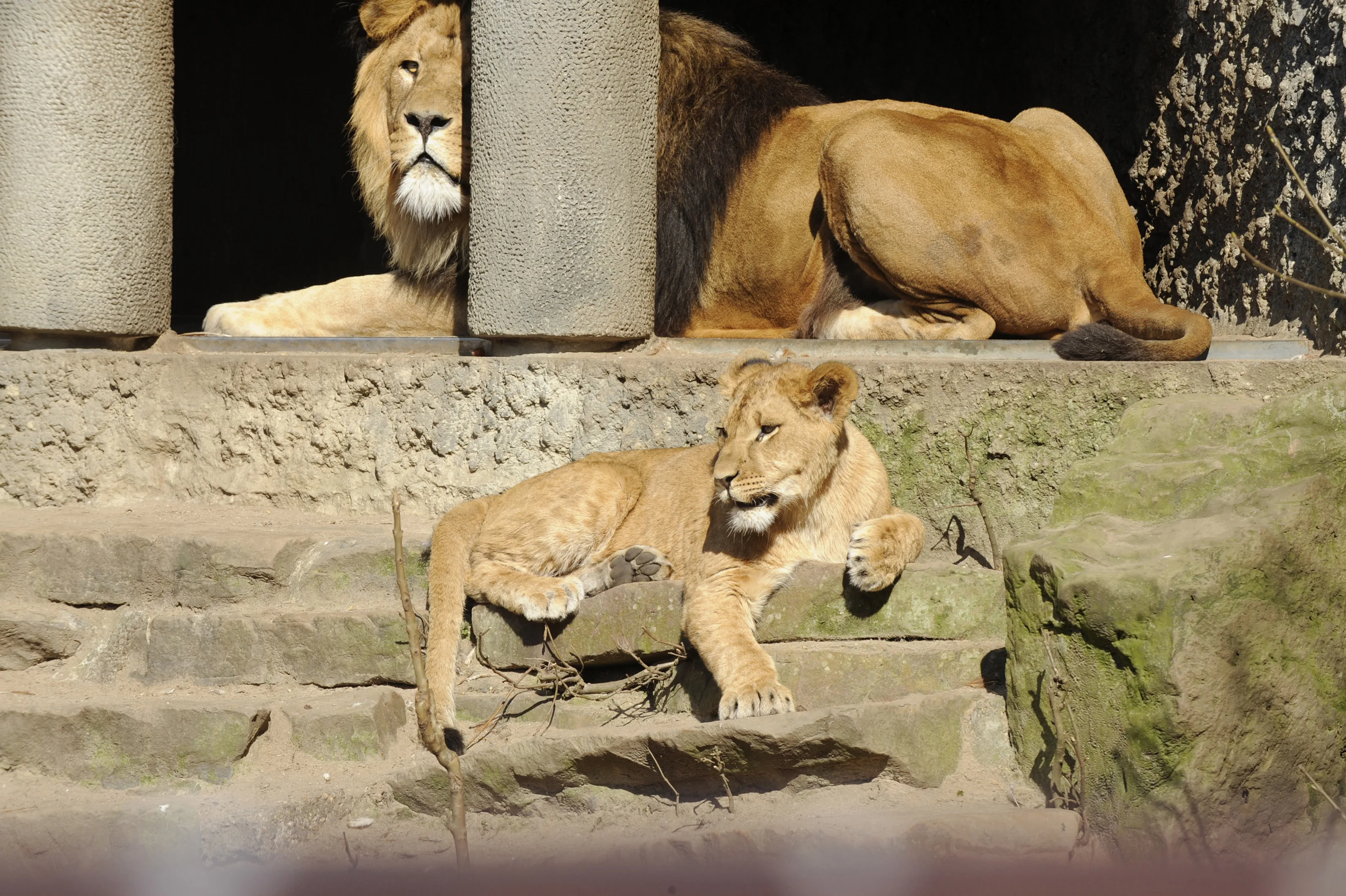 Leeuwen verdwijnen noodgedwongen uit Artis vanwege coronacrisis