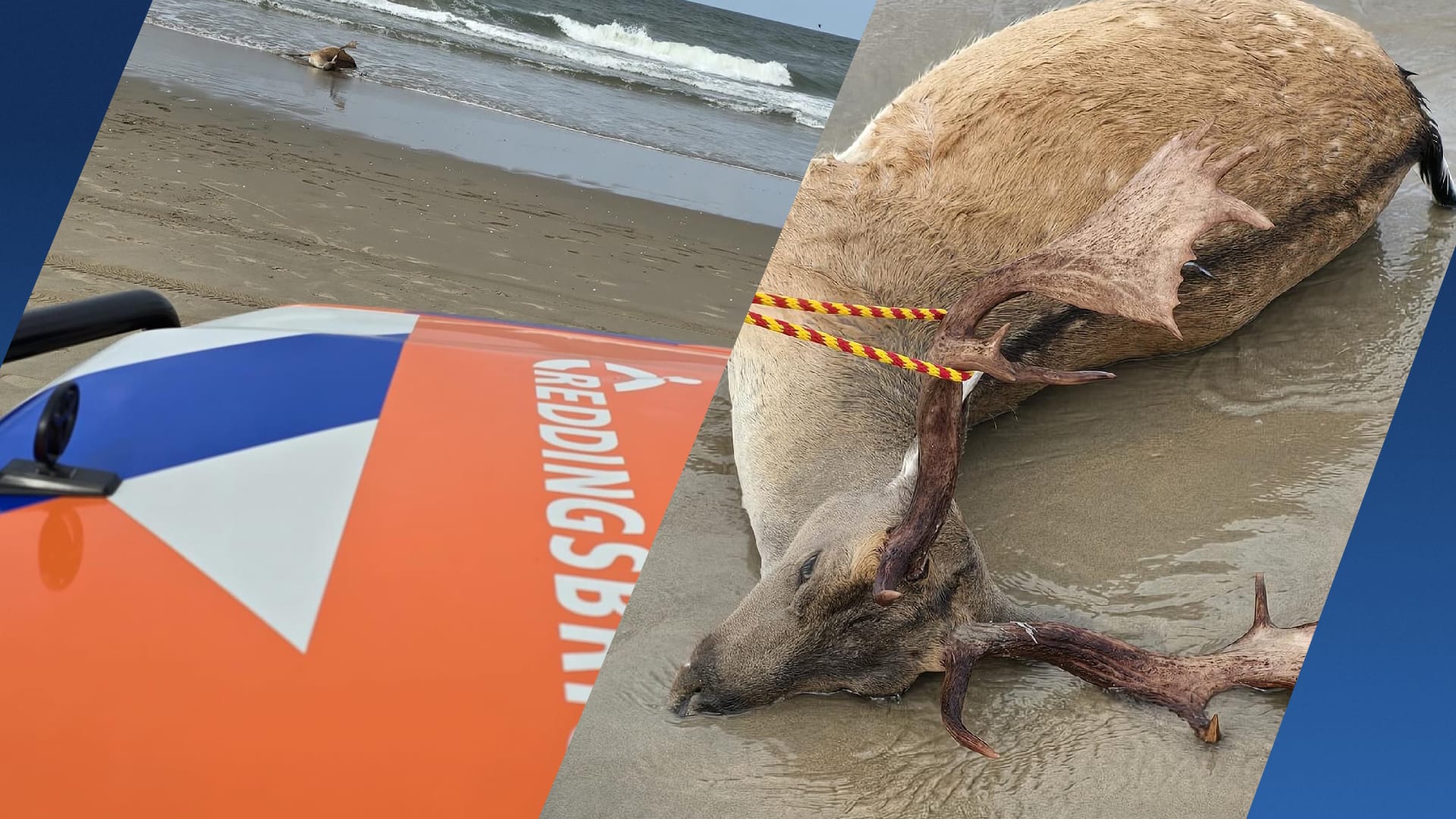 Dood hert aangespoeld op strand Heemskerk: 'Raadsel hoe het bij zee kwam'