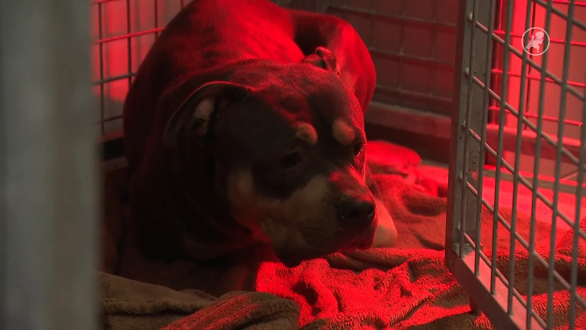 Vlaardingse dierenambulance over hond die met kerst werd achtergelaten: 'Koud en onder de modder'