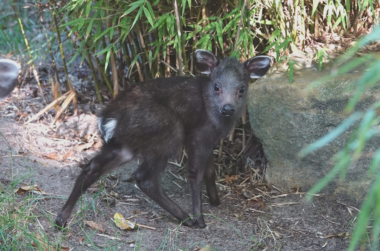 Nieuw kuifhertje geboren in Blijdorp, vlak na overlijden vader