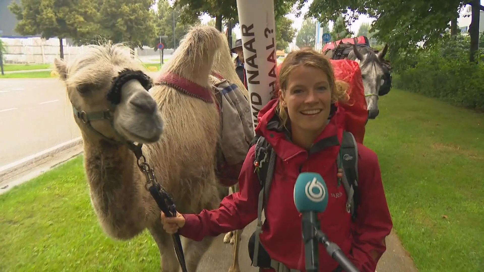 Tamar (34) trekt maandenlang met kameel door Nederland: 'Hij was nog nooit op straat geweest'