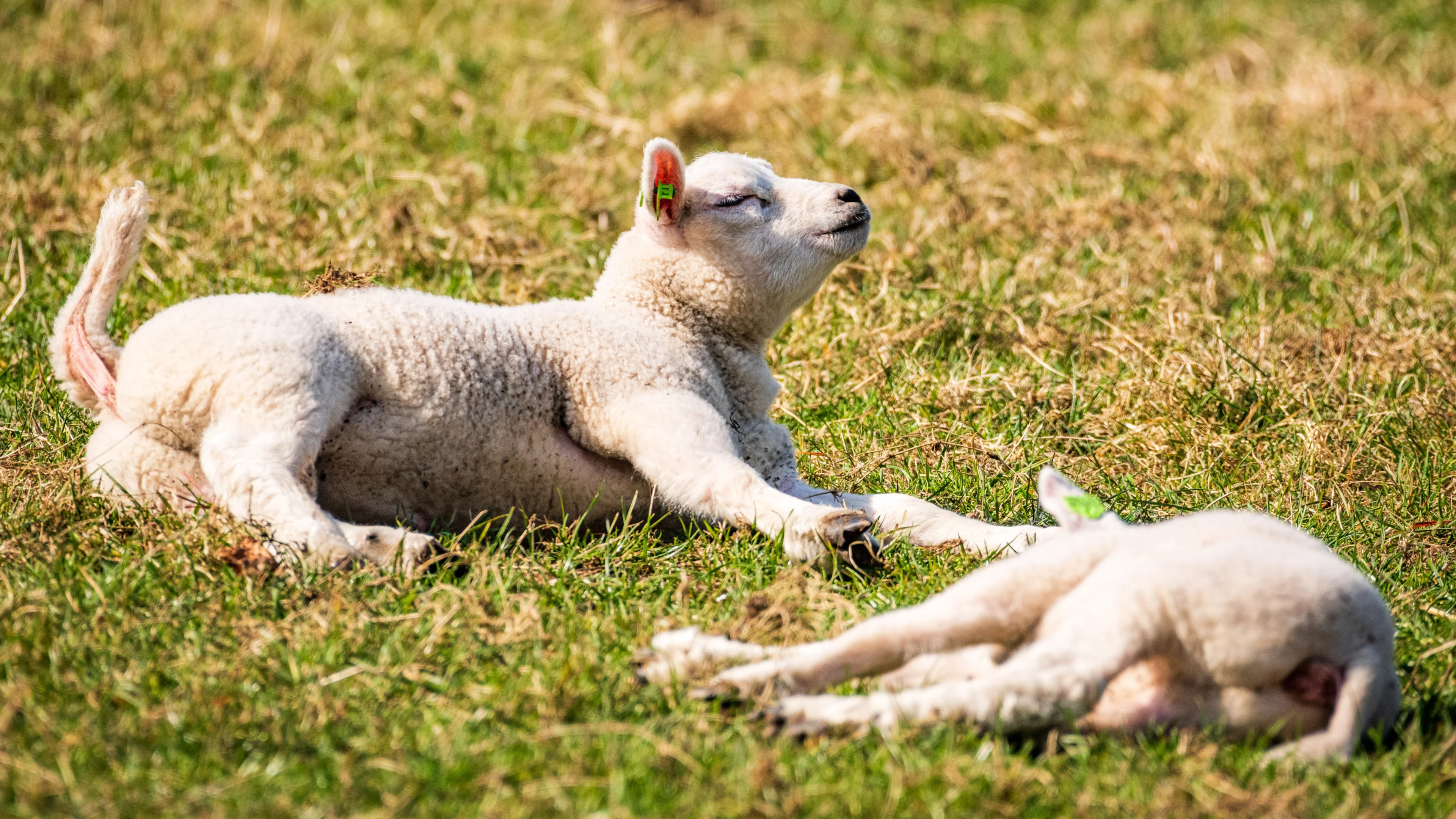 Maart was nog nooit zó zonnig en droog