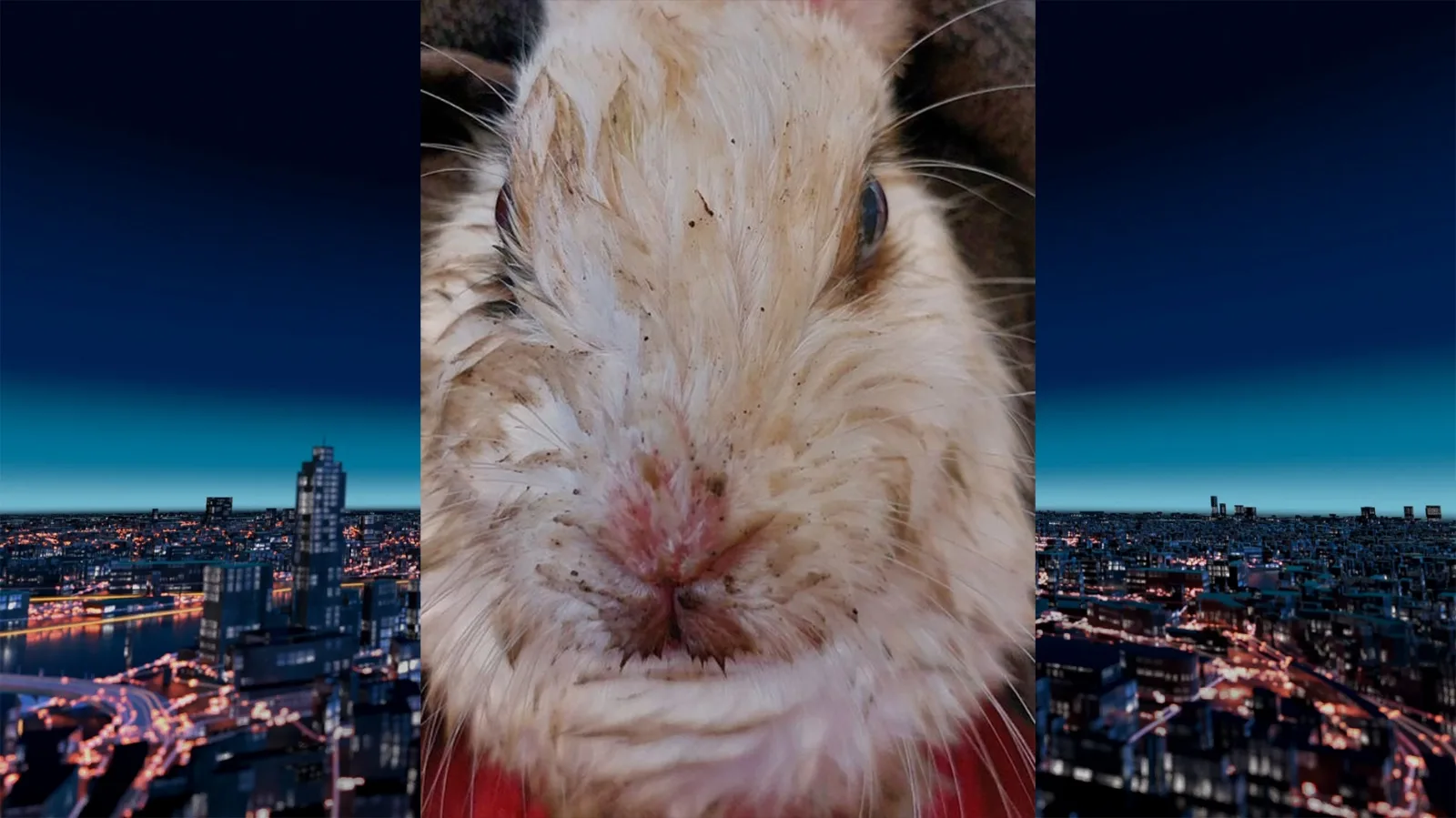 Honden grijpen konijn dat over hek bij asiel is gegooid: 'Wat een zinloos leed'