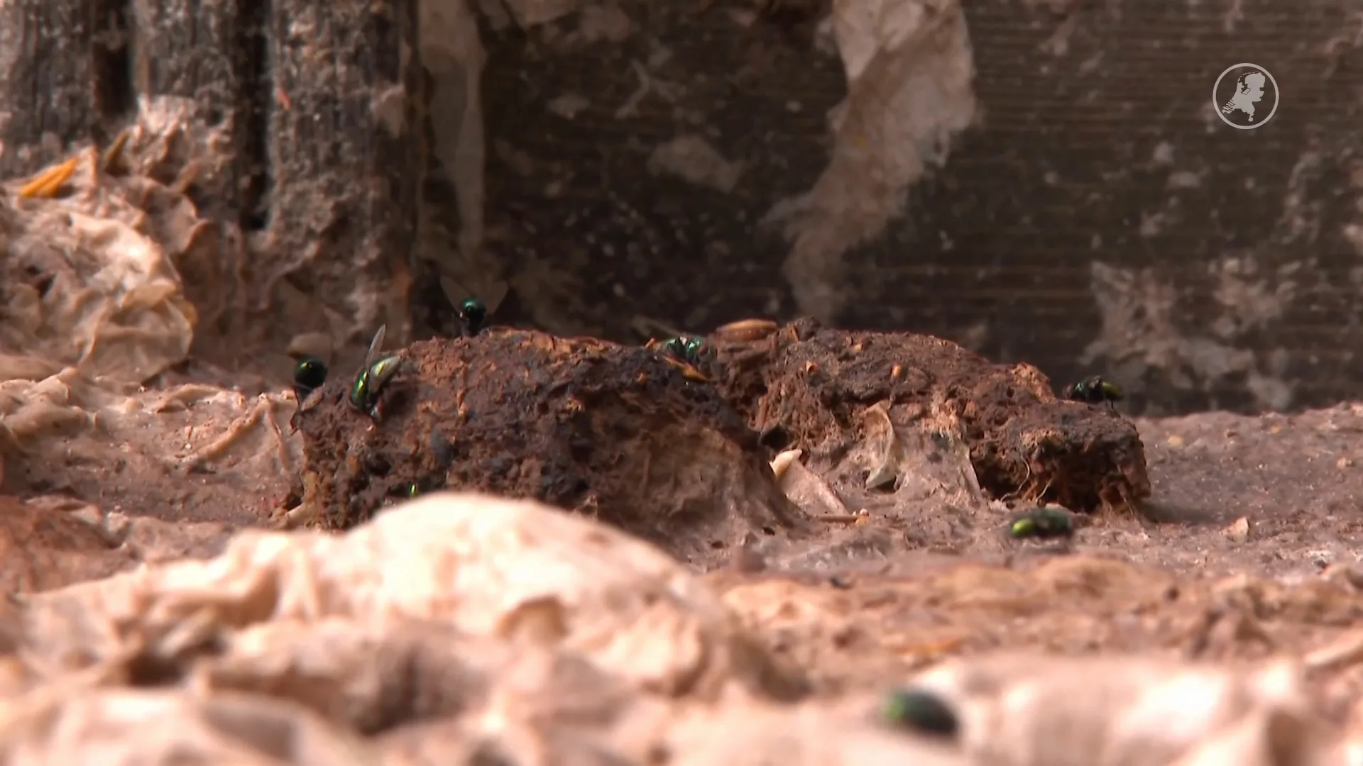 Drollen in de tuin en zieke kinderen: buurt in Nieuwerkerk is rioolprobleem spuugzat